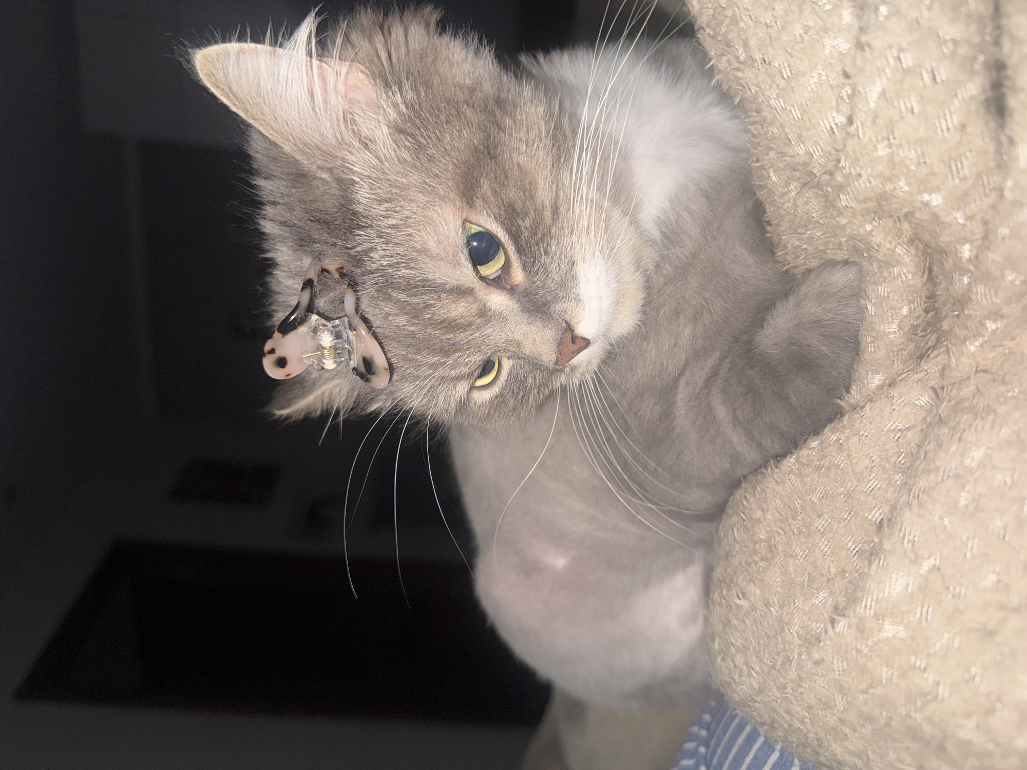 Gray cat with ear clip observed indoors in Moscow