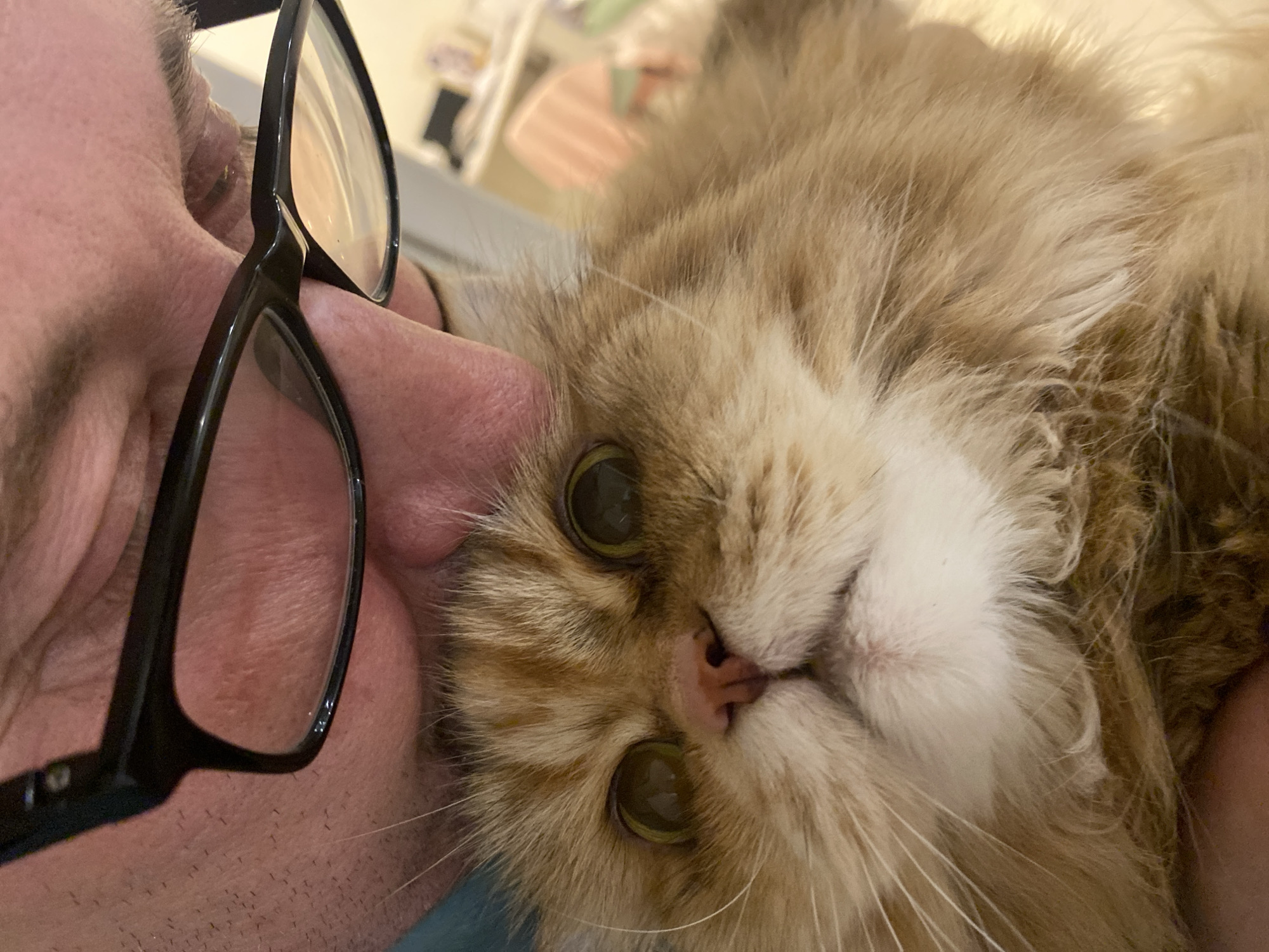 Cat owner takes selfies with fluffy pet in Kazan apartment