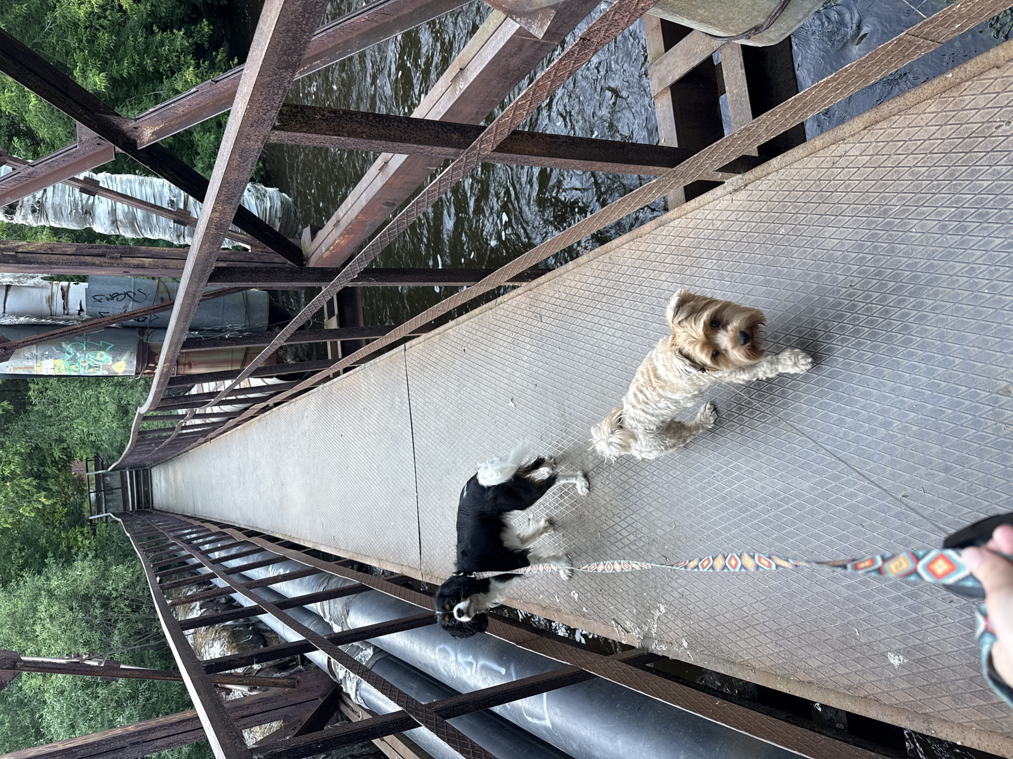 Two small dogs at home in Yekaterinburg on a summer afternoon