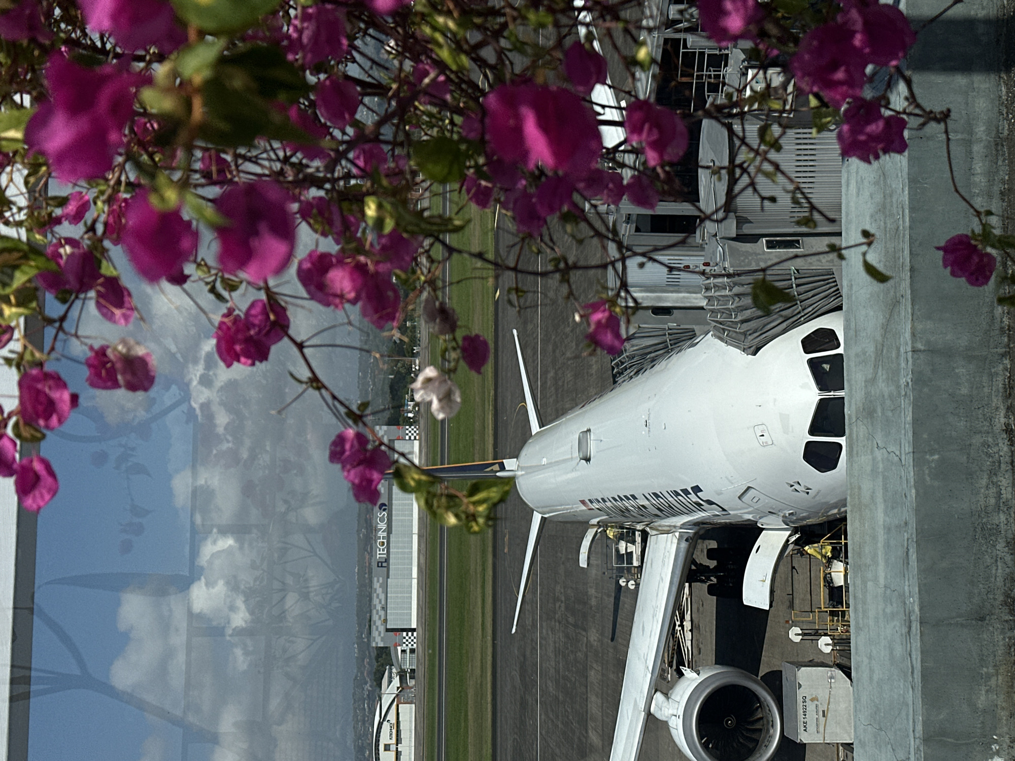 United Airlines jet at Bali gate, framed by pink bougainvillea