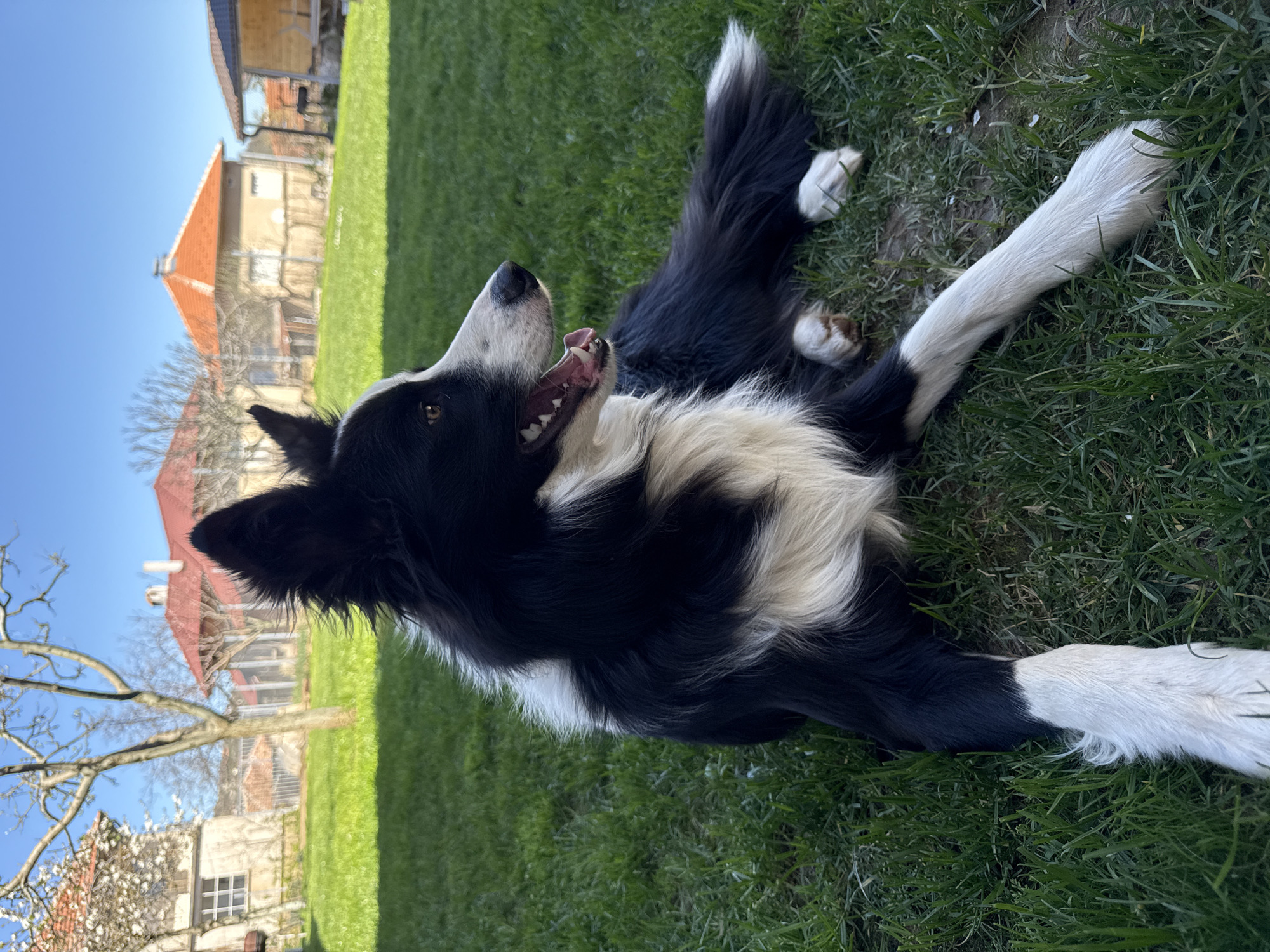 Border Collie and Orange Cat Share Playful Moments in Berkovitsa