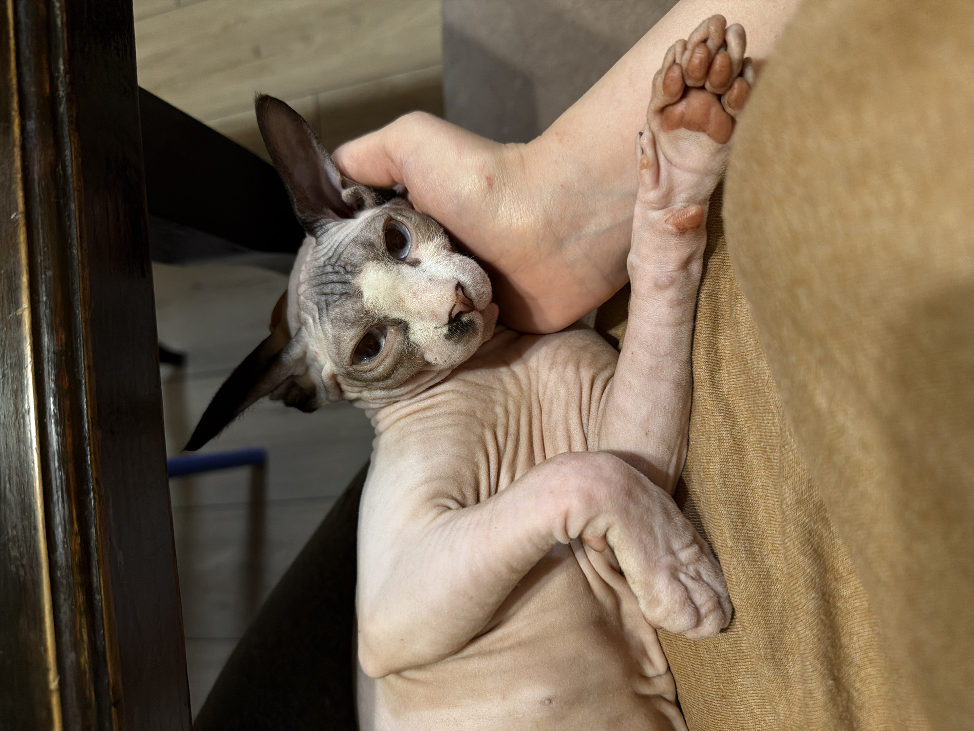 Evening cat companions rest in gentle human care