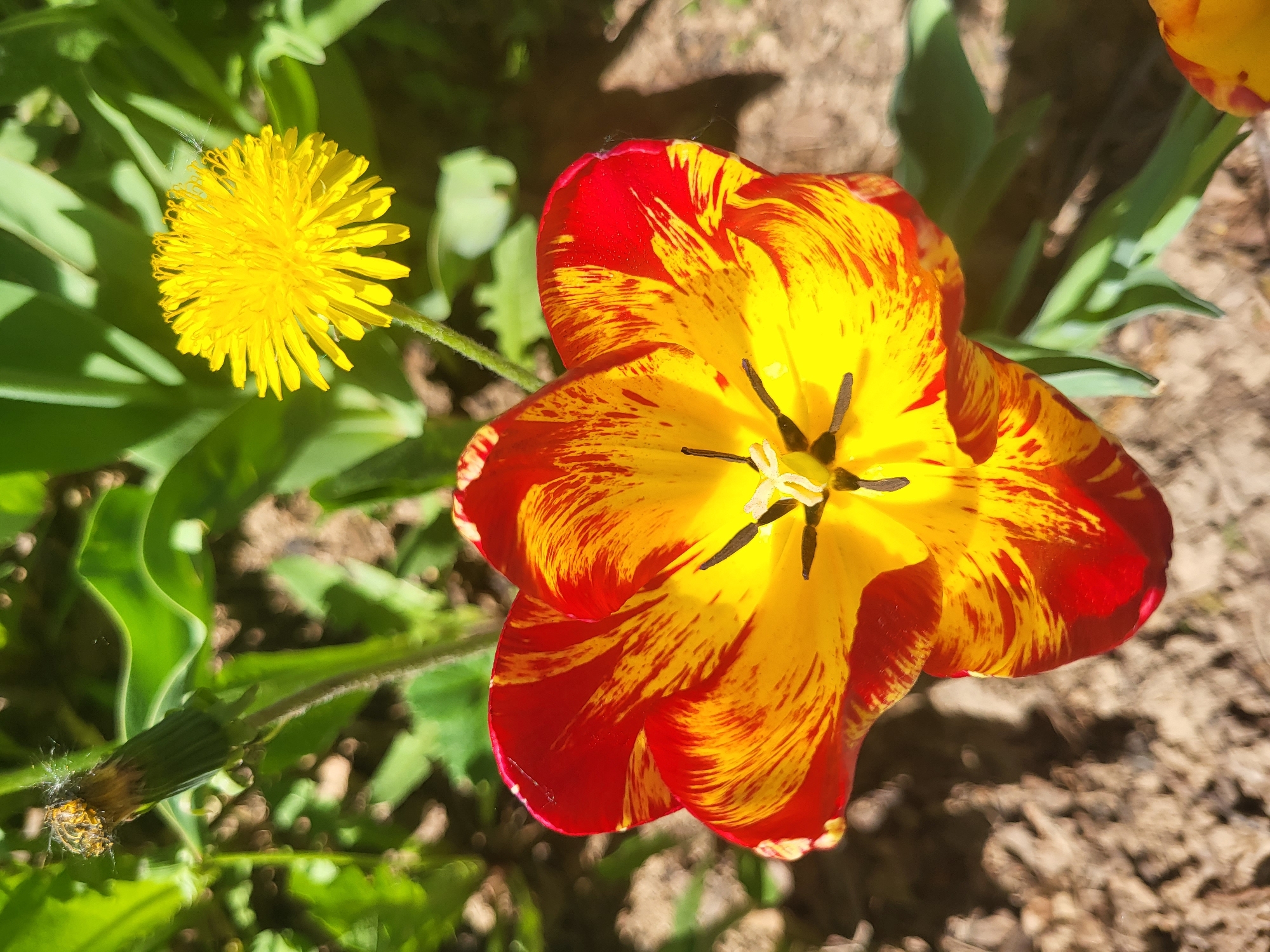 Spring tulip bloom observed with beetle in Russian village
