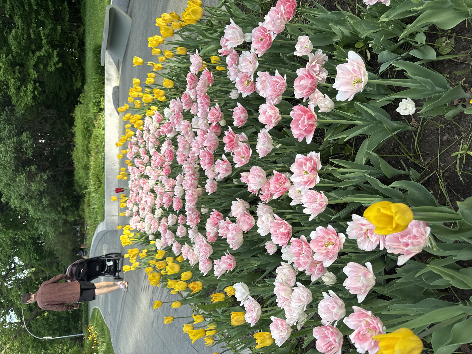 Spring tulips bloom in Moscow park, visitors captured enjoying flowers