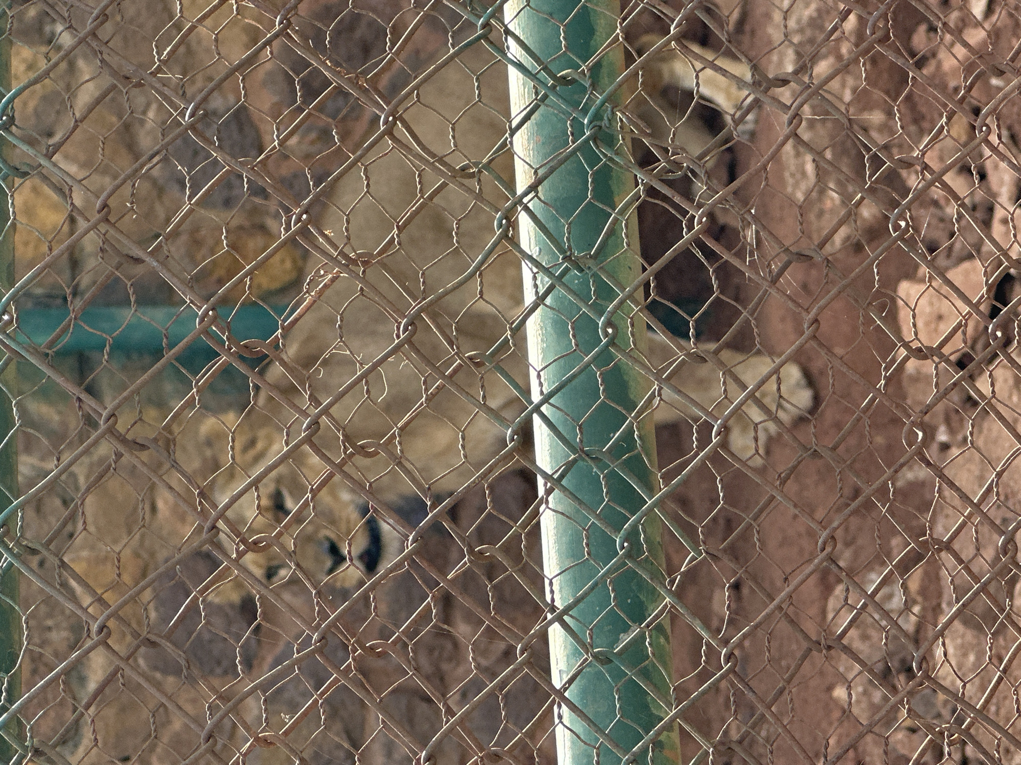 Lion spotted behind fence in Jos, Nigeria