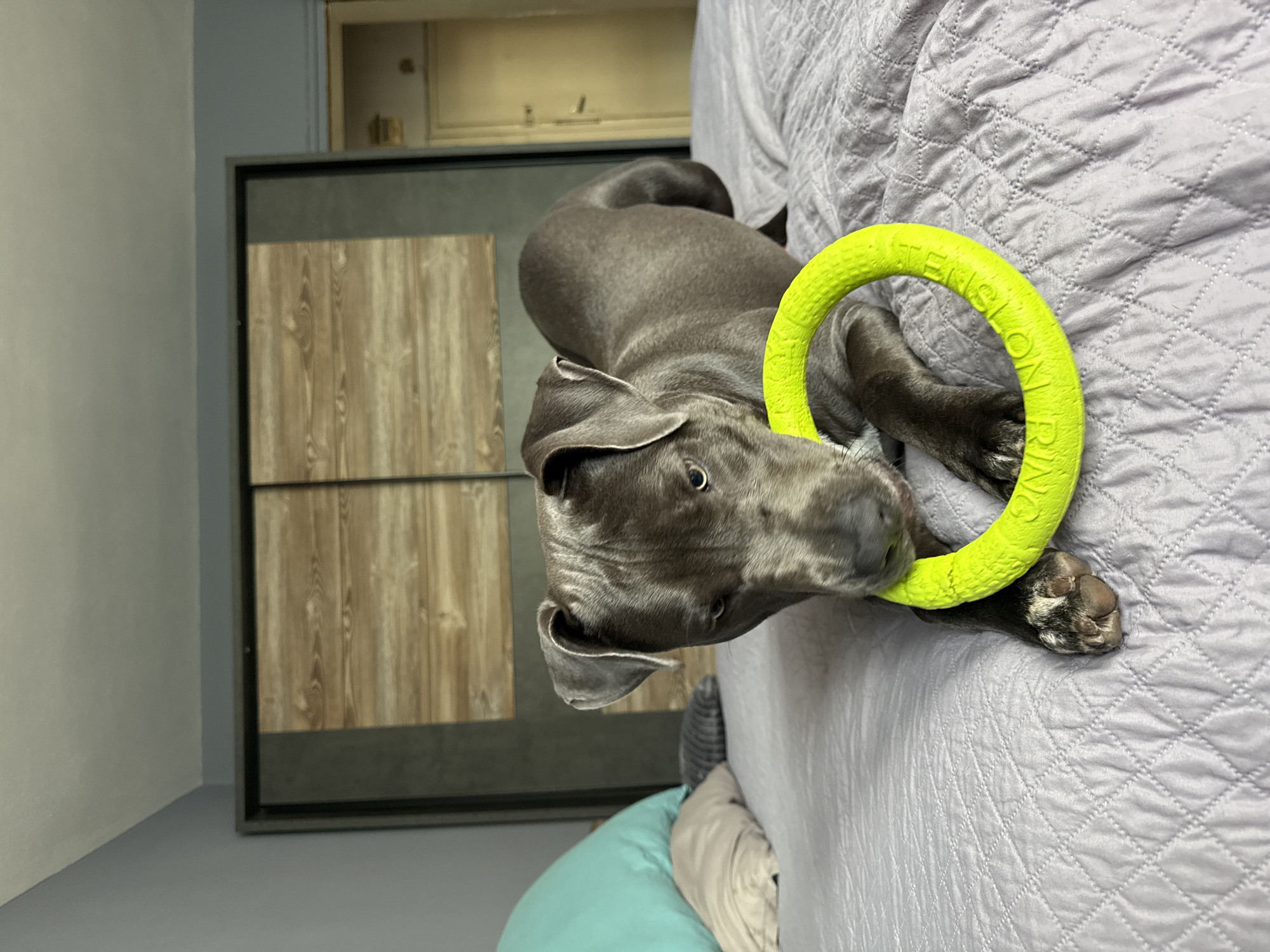 Pit Bull Photographed Playing on Bed in Varna