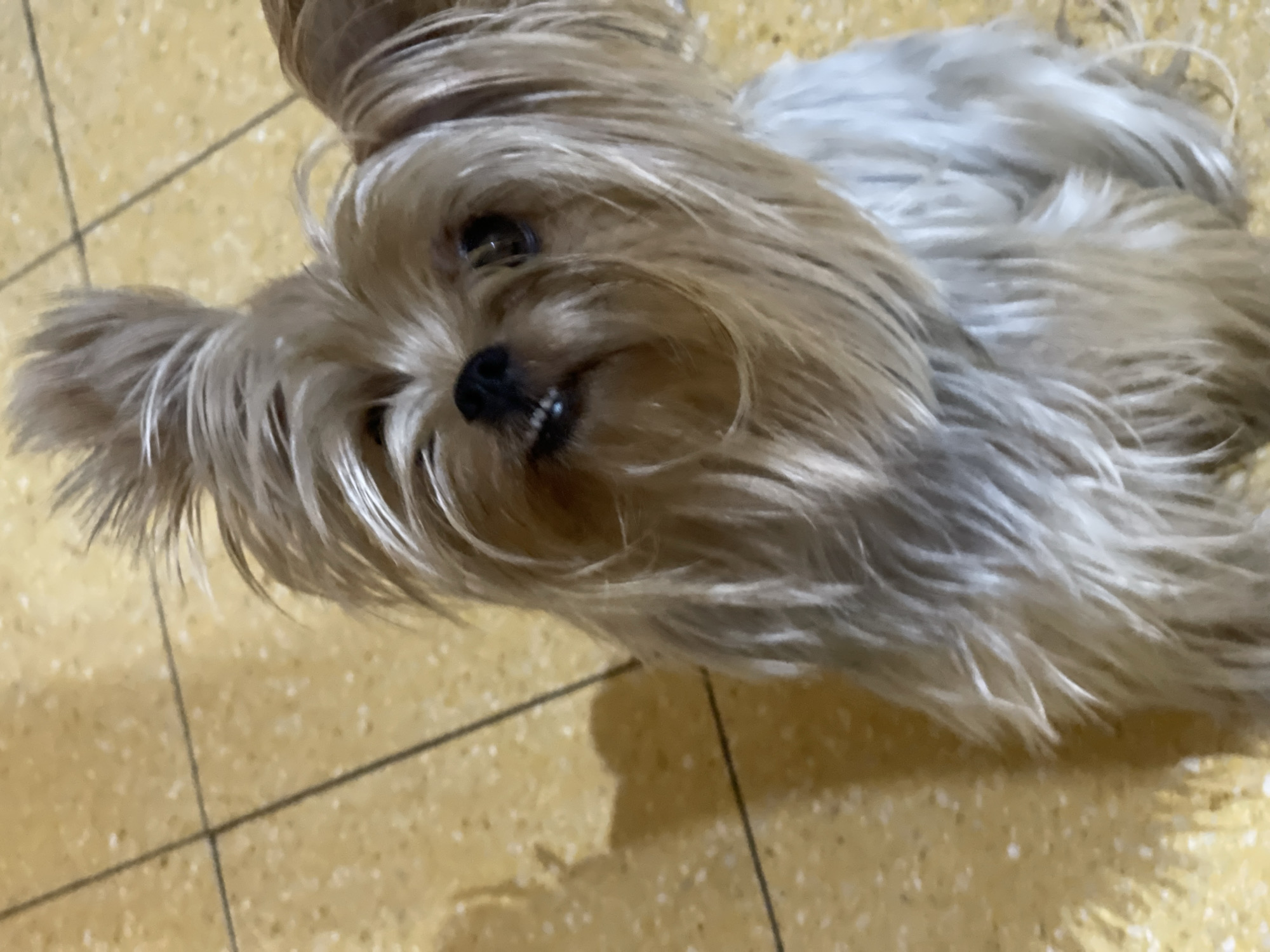 Two dogs chilling on a yellow tiled floor in Netanya