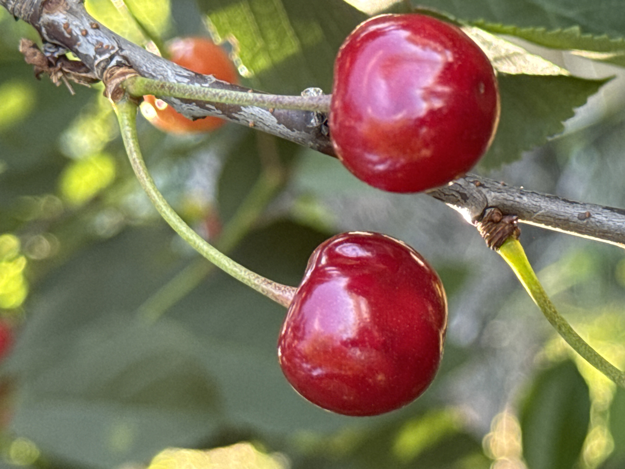 Cherries, gooseberries, and green canopy in a summer garden