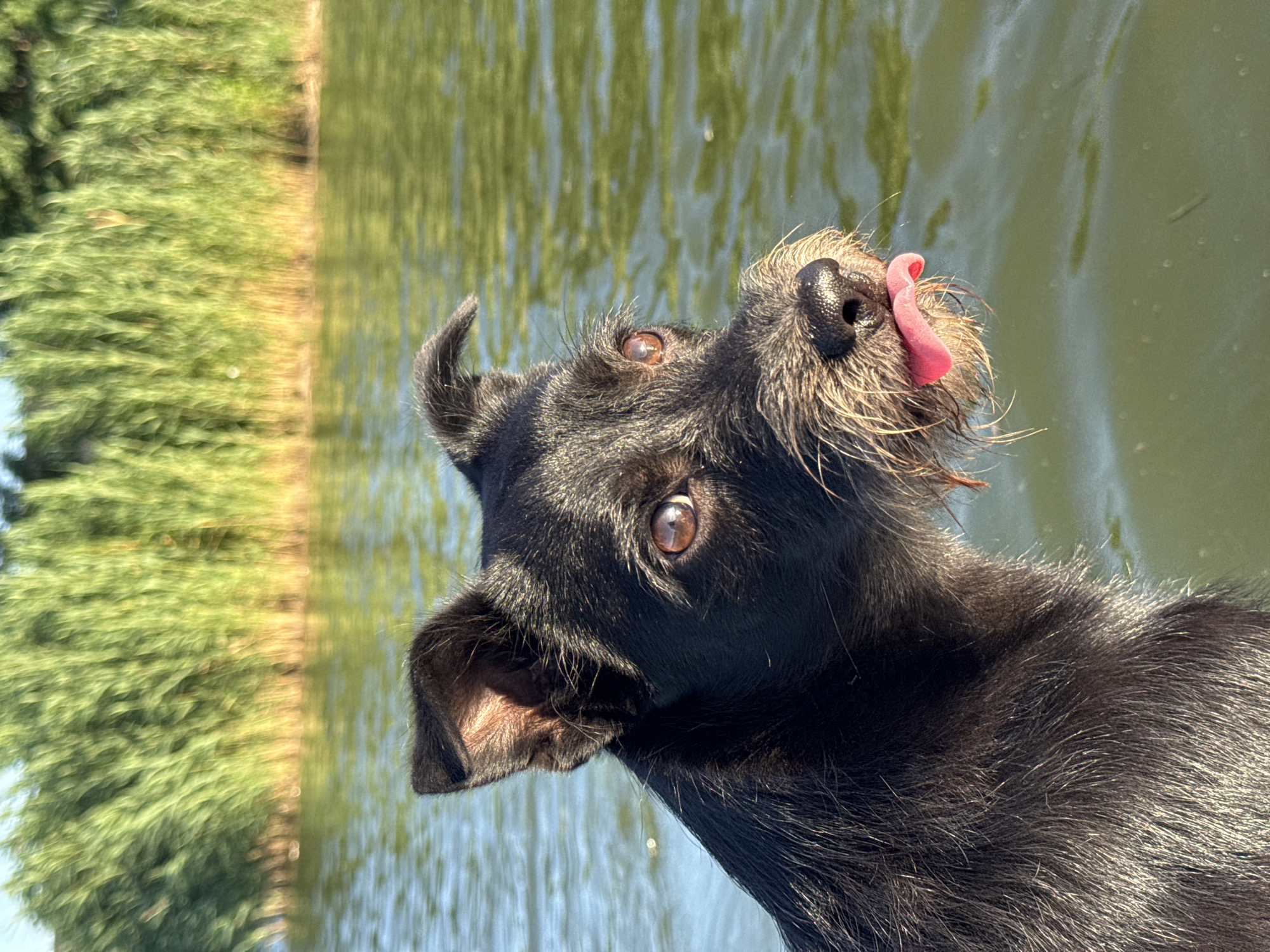 Scruffy black terrier-mix up close in Novotitarovskaya