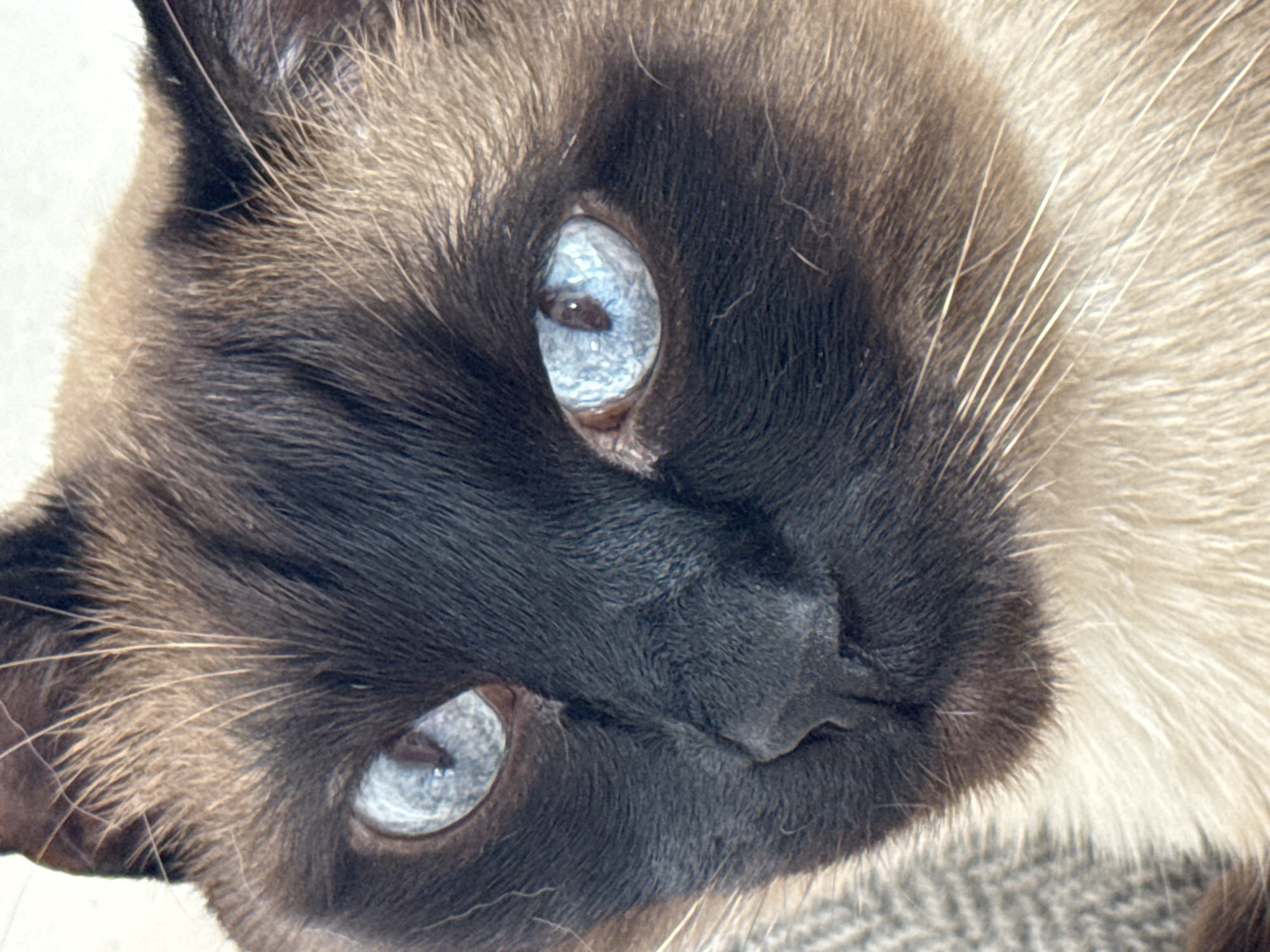 Spring Morning With Siamese Cat Documented in Steklyannyi, Russia