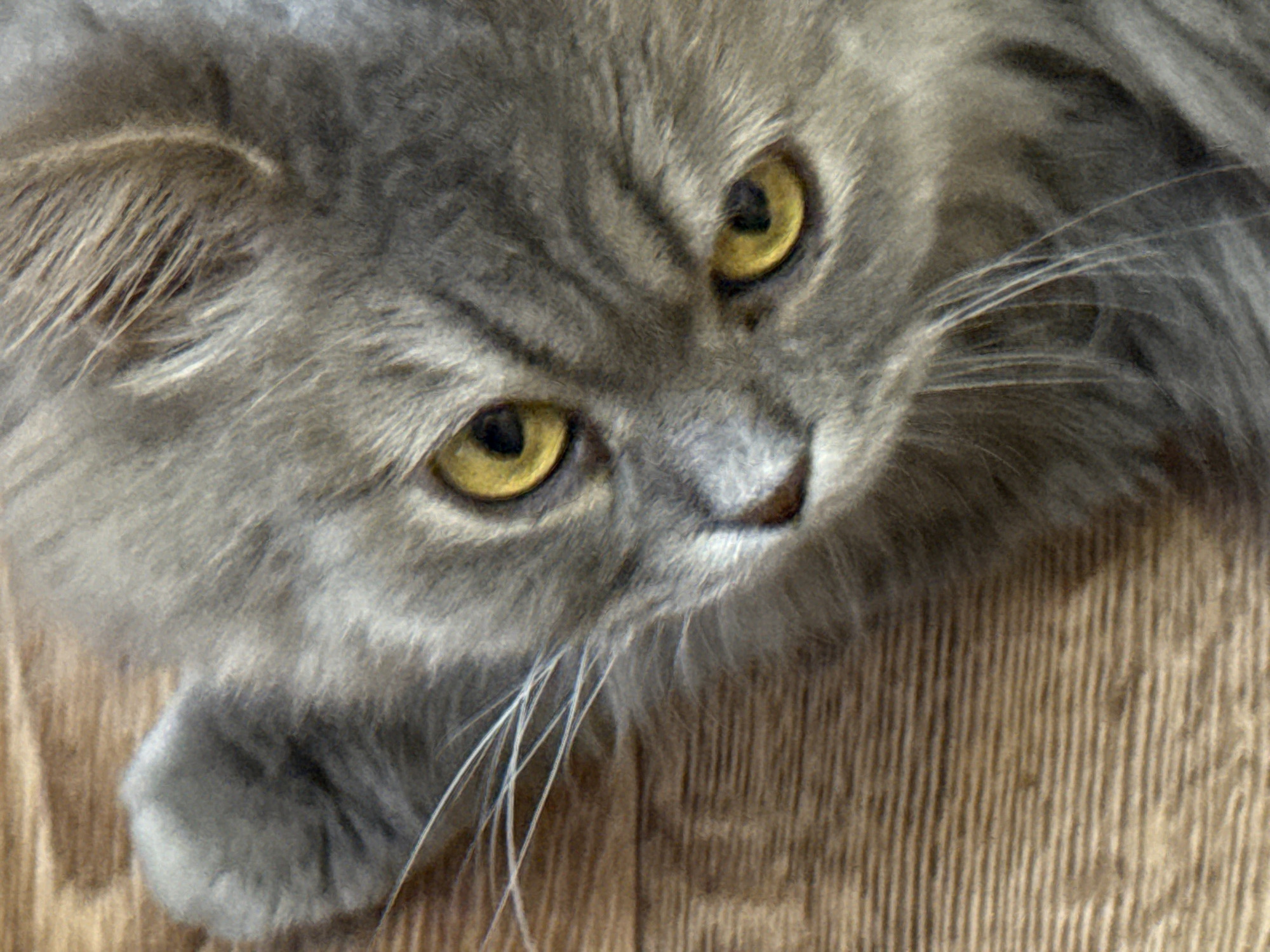 Lazy afternoon with a gray cat in a Ukrainian home