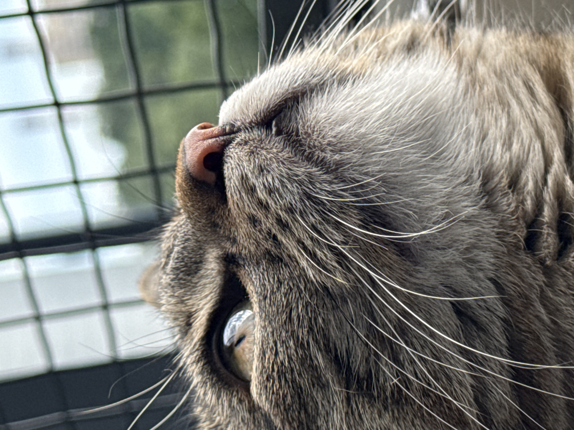 Tabby cat window watching and interactions in Saint Petersburg