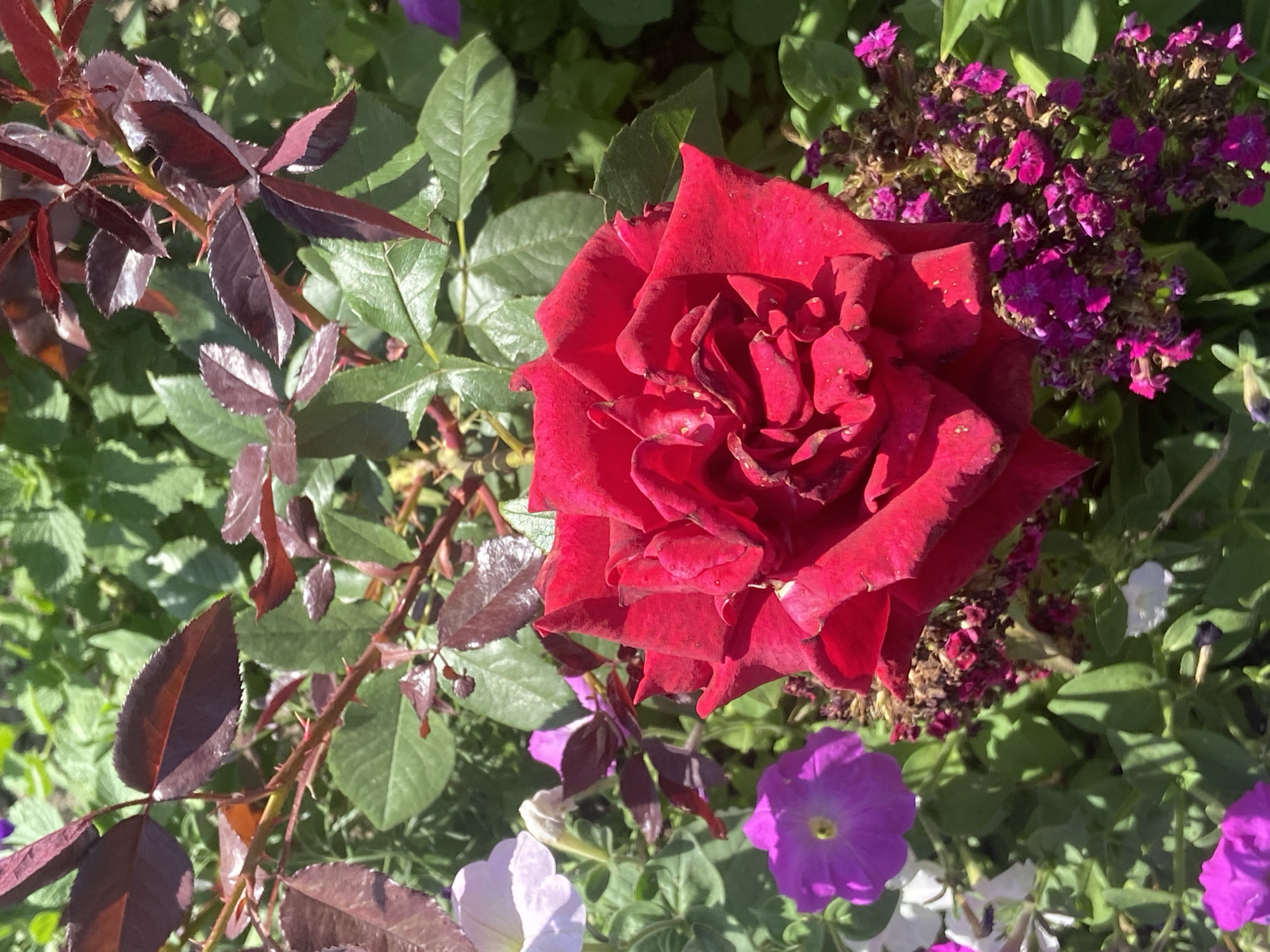 Summer roses and rural gardens in southern Russia