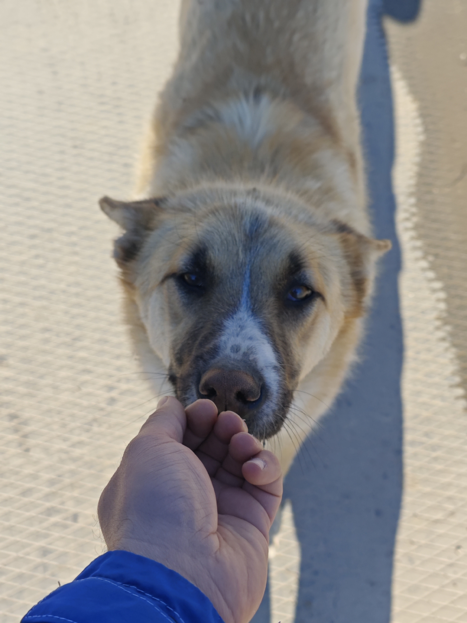 Dog spotted on street during spring thaw in Russia