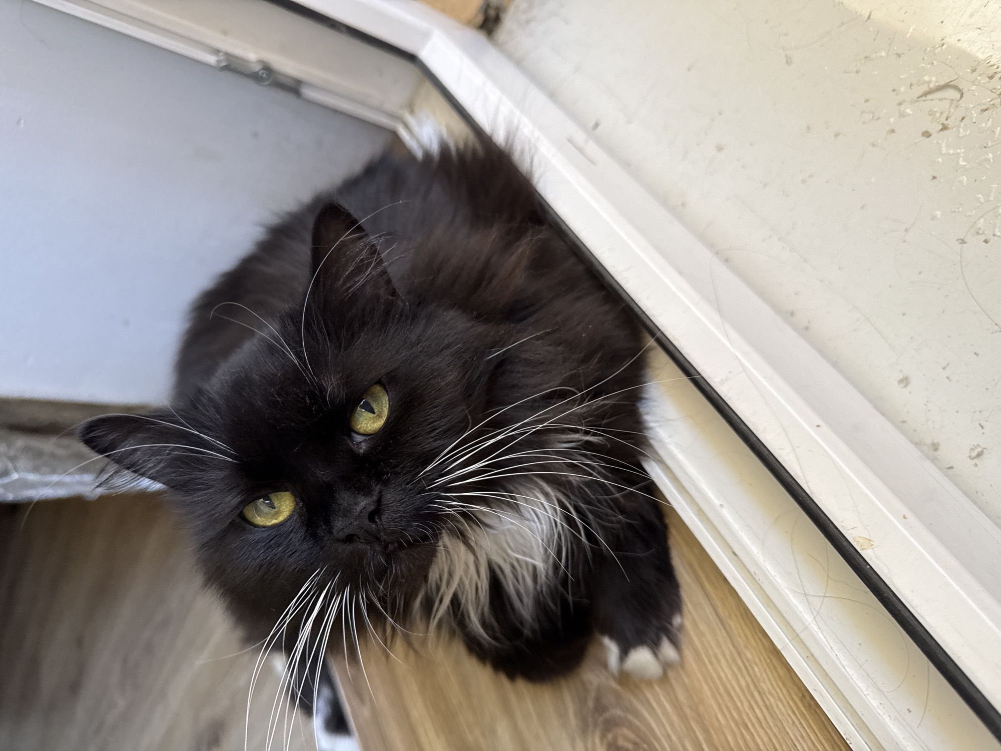 Two cats at home in Slonim, caught in everyday moments