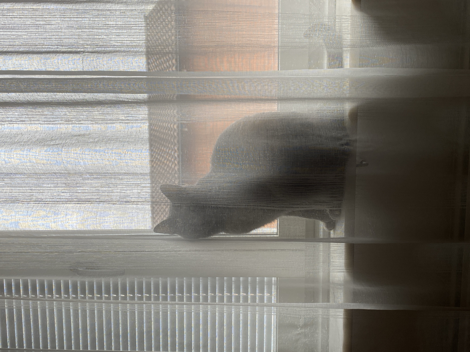 Cats spotted resting indoors in Björklinge, Sweden