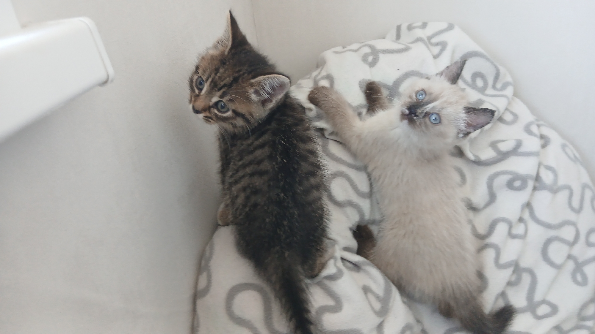 Woman and kittens documented indoors in Izhevsk