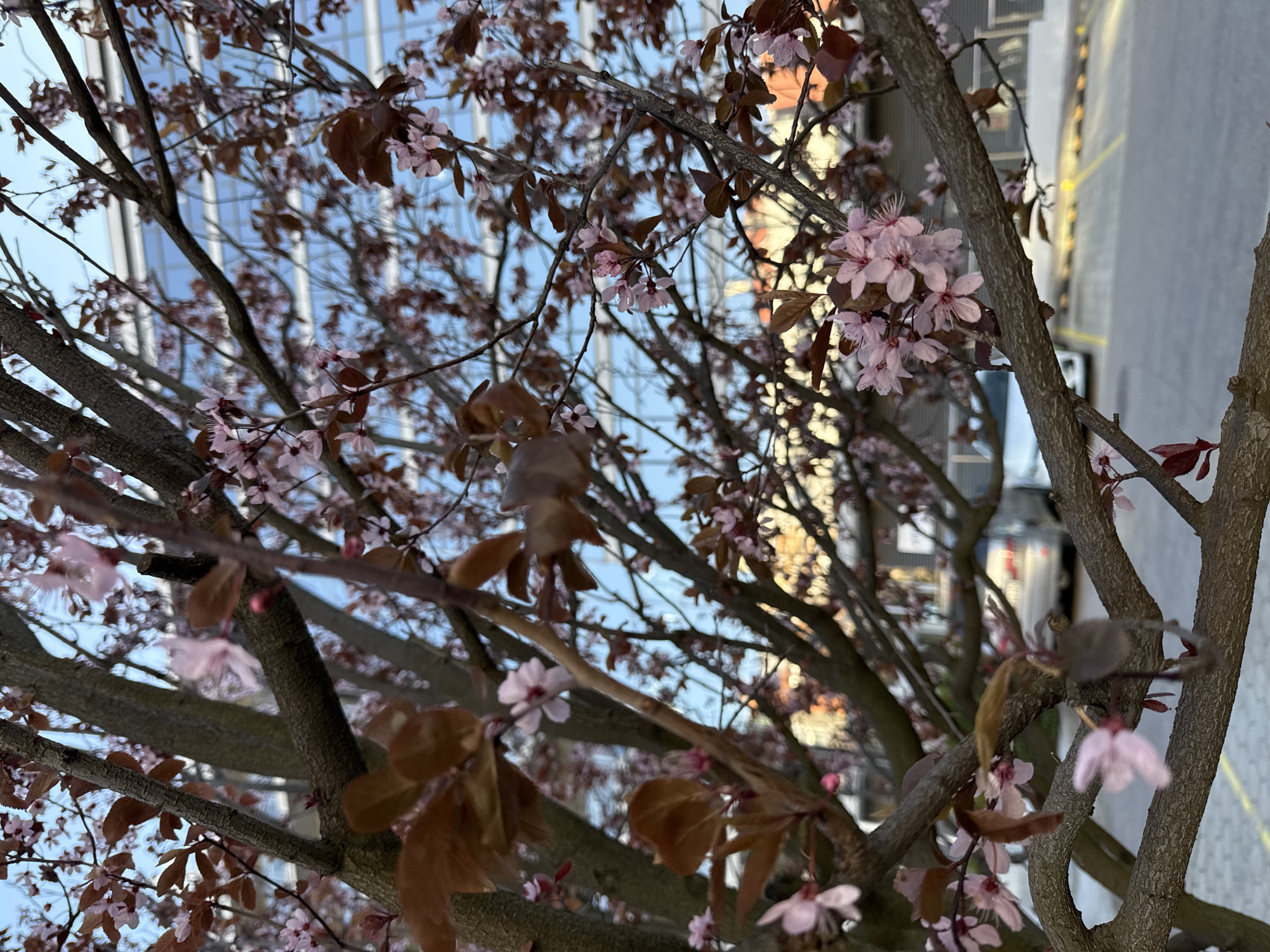 Spring afternoon moments captured across Sofia neighborhoods