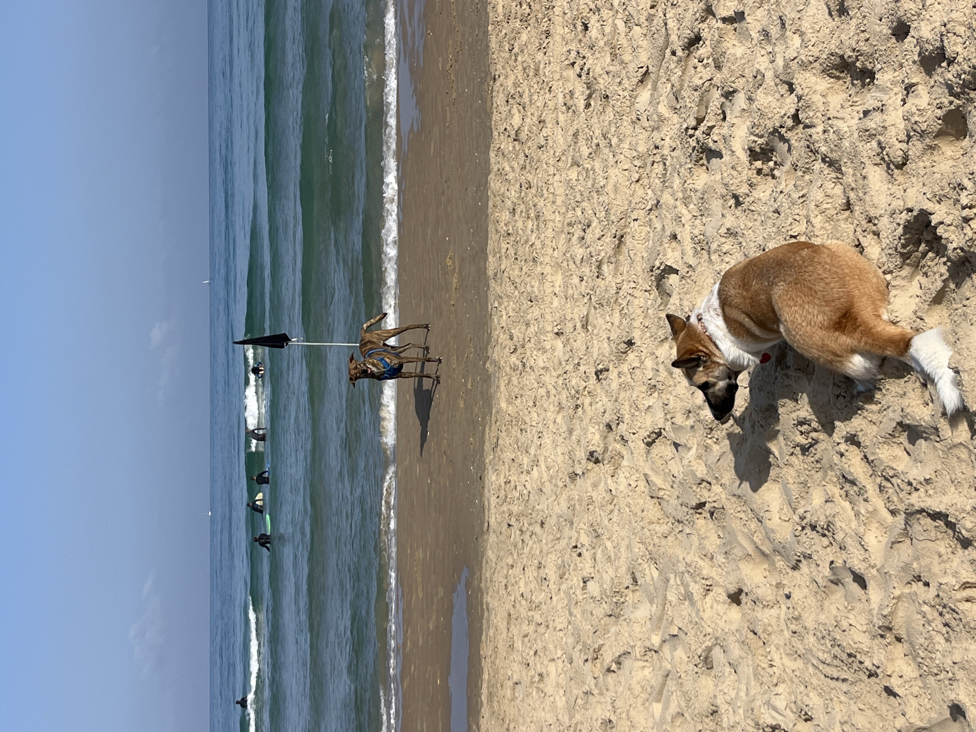 Surfers spotted at Tel Aviv beach on sunny day