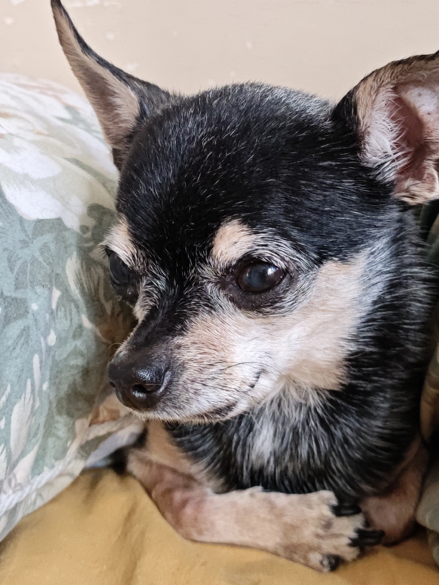 A Chihuahua, linden trees, and street-level Shcherbinka moments