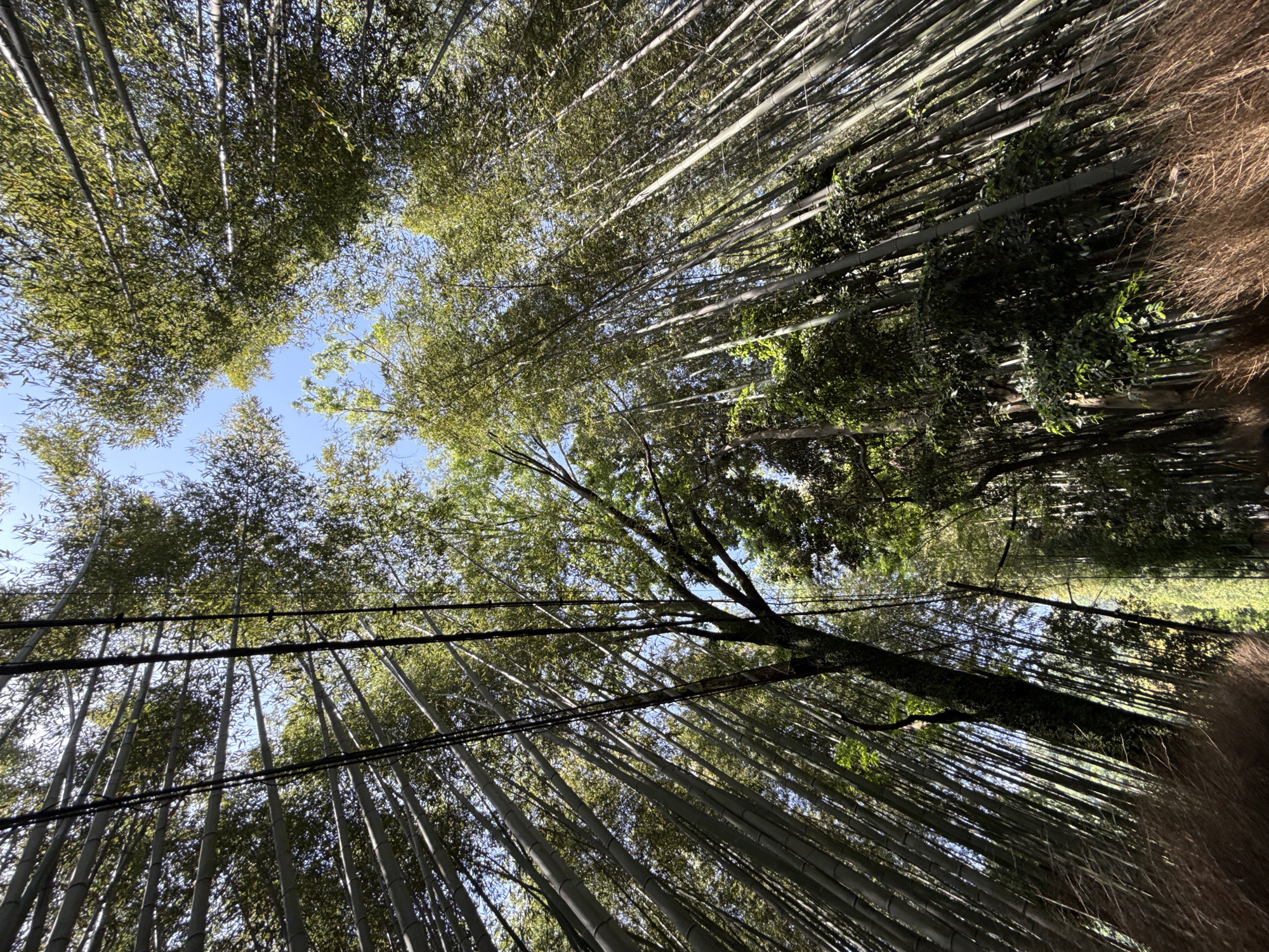 Crowds visit Kyoto's Arashiyama Bamboo Grove during early morning hours