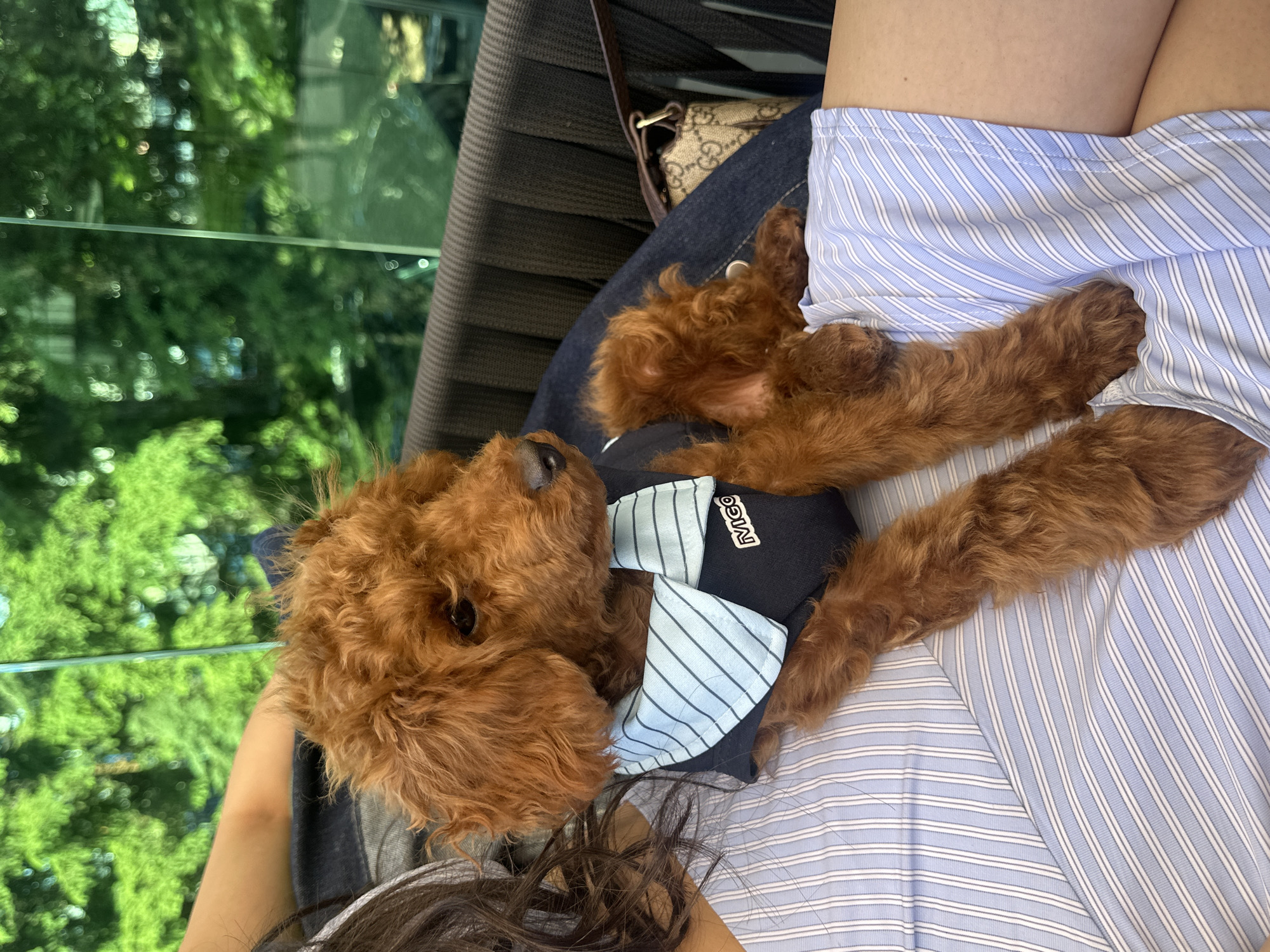 Afternoon cafe visit with toy poodles in Sofia