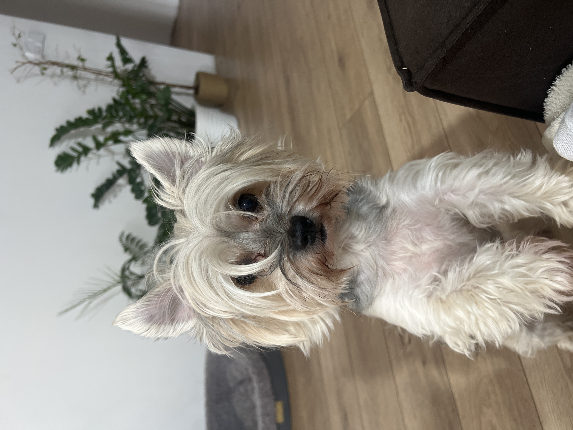 Yorkshire Terrier and hairless kitten spotted together in Chemoshur home