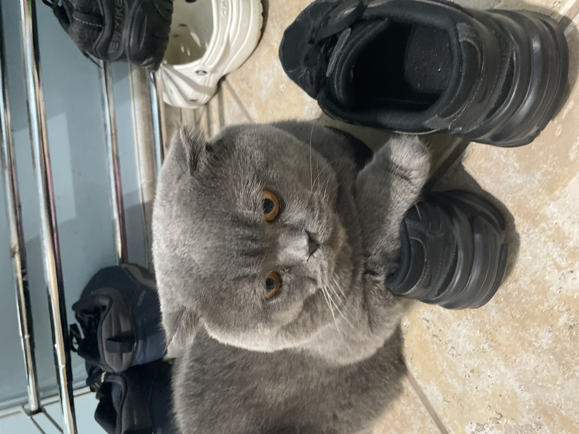 Scottish Fold cat and mallard ducks observed in residential area