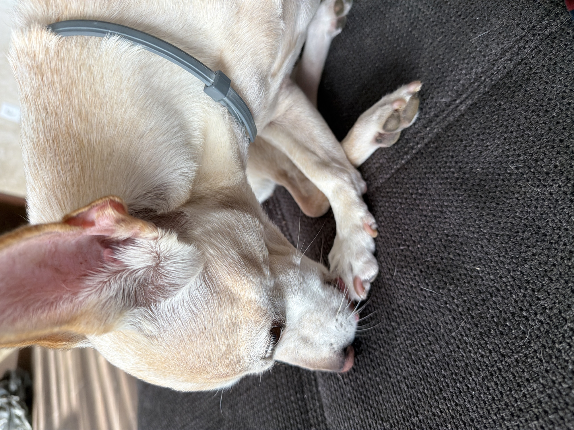 Lazy morning with a big-eared dog in Plovdiv