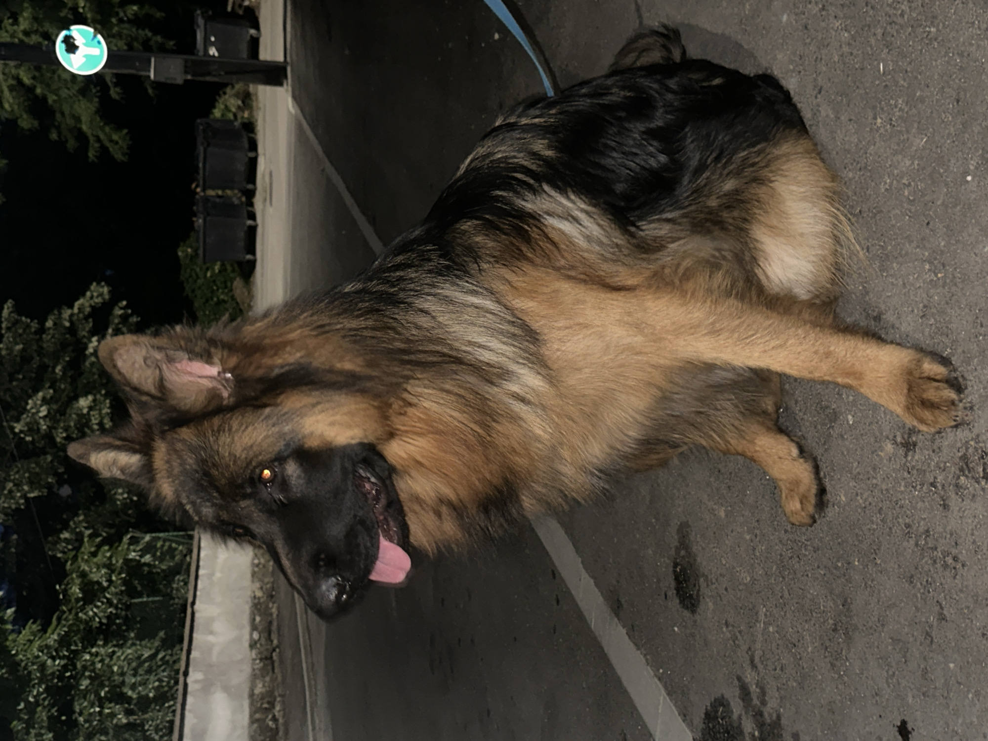 German Shepherd on leash resting on a Kostenets street at night
