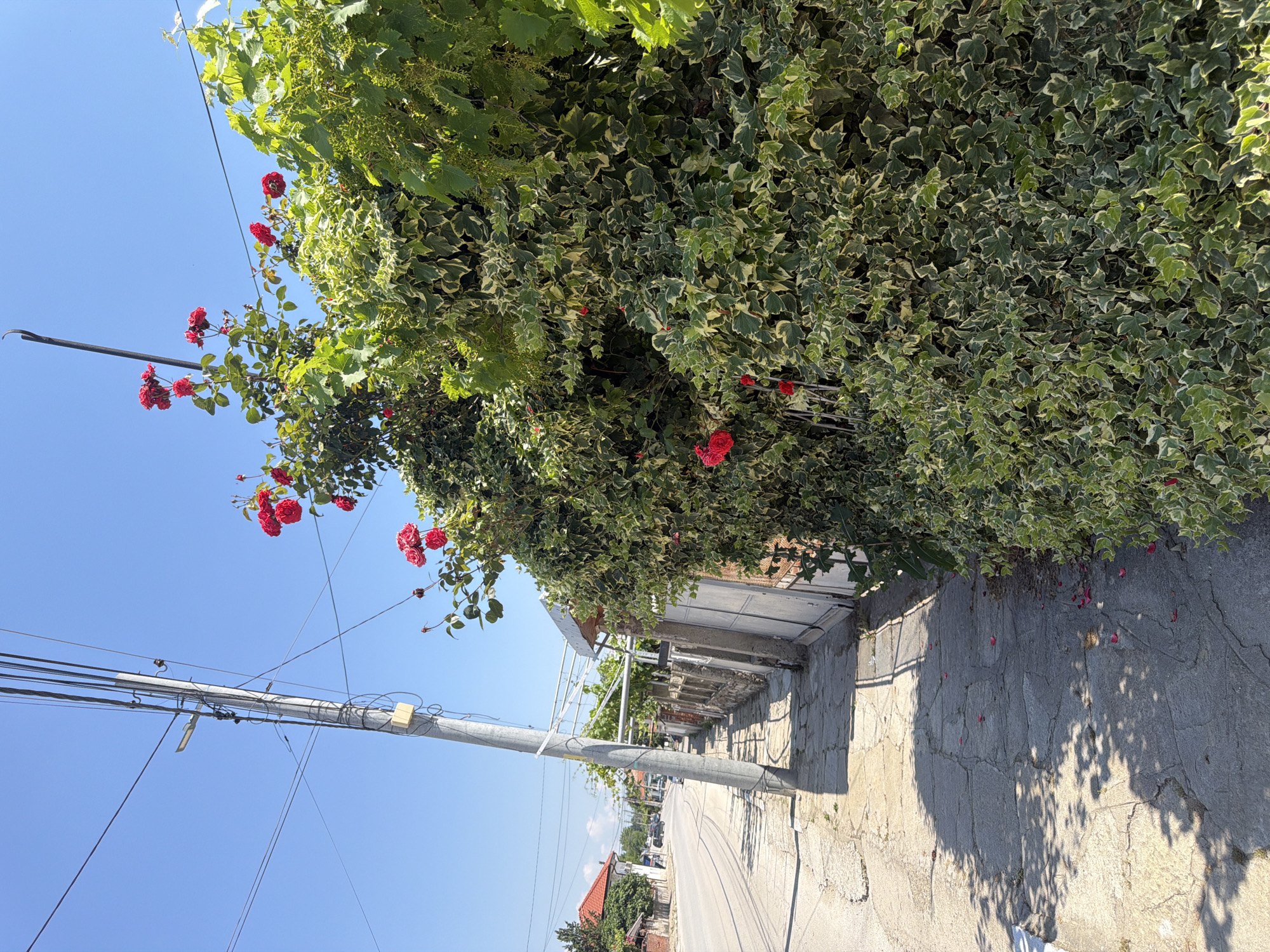 Morning stroll documented through sunny Zlatitrap park in Bulgaria