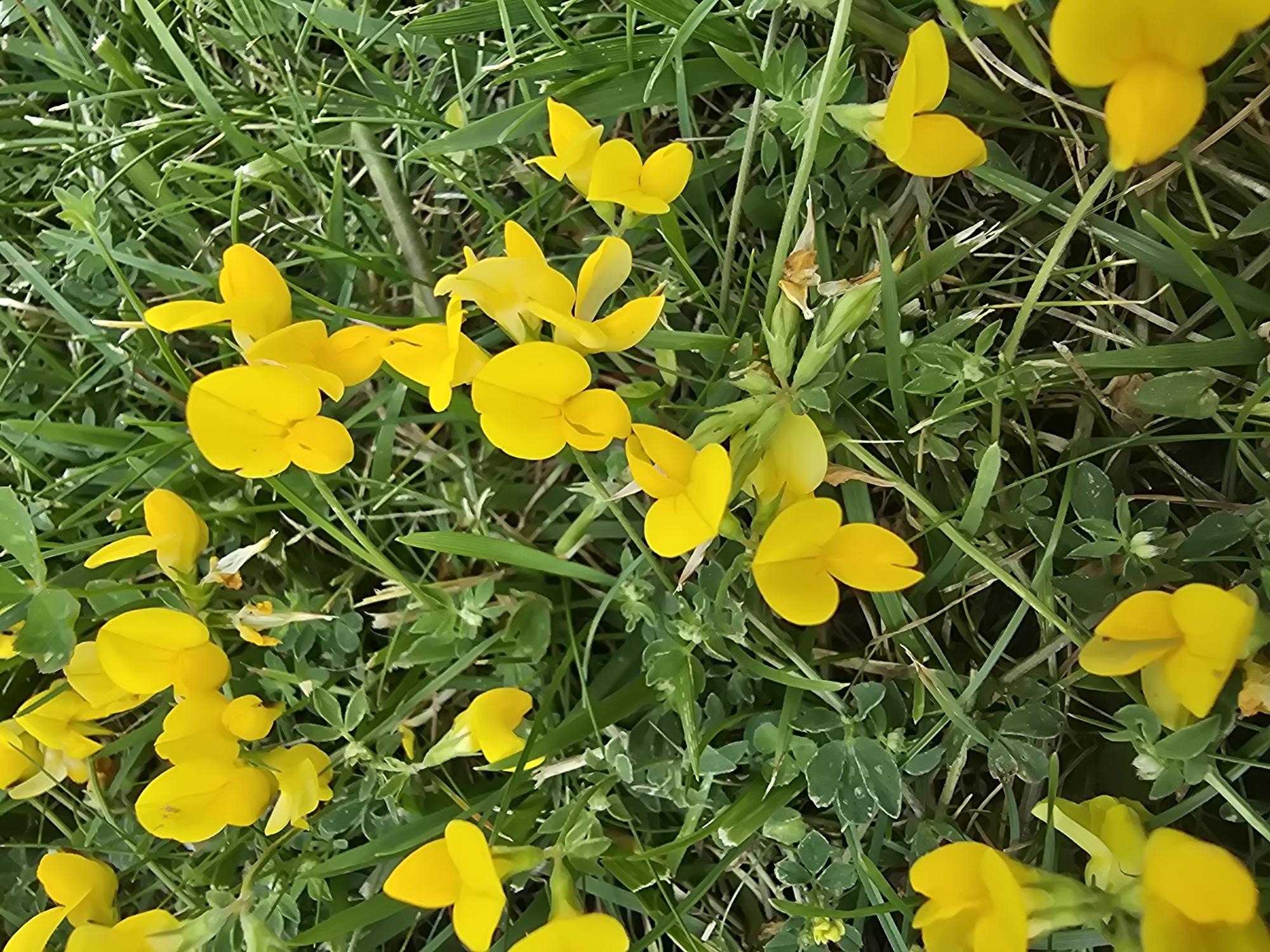 Wildflowers, mushrooms, and a motorcycle in Vyshneve, Ukraine
