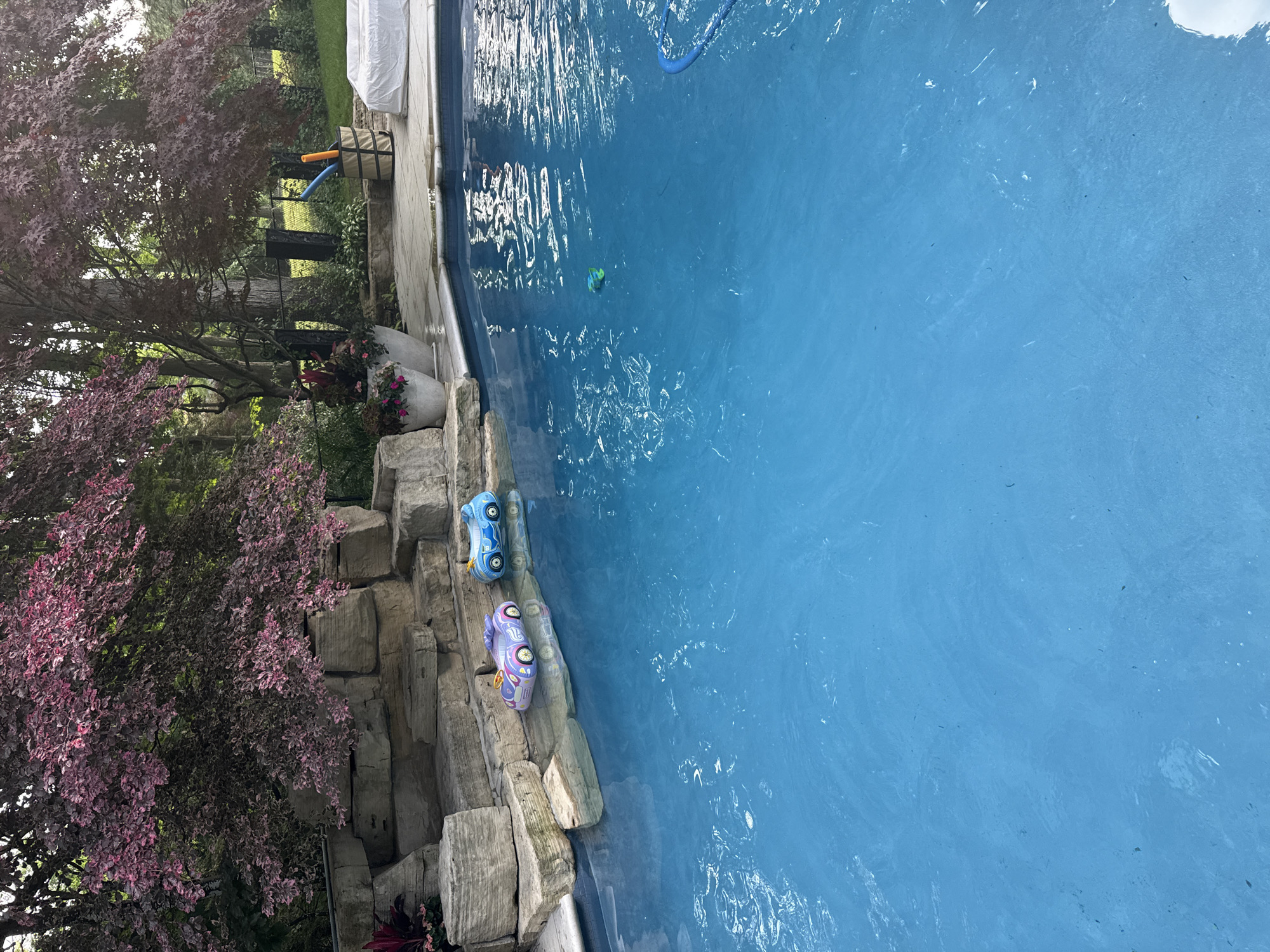Richmond Hill backyard pool and garden, summer morning