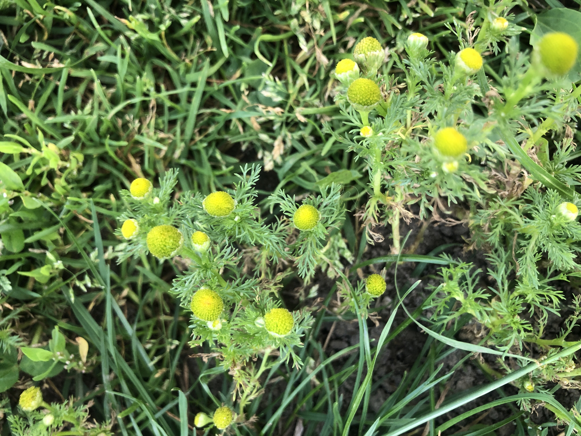 Summer afternoon among wildflowers at a Rusanovo playground