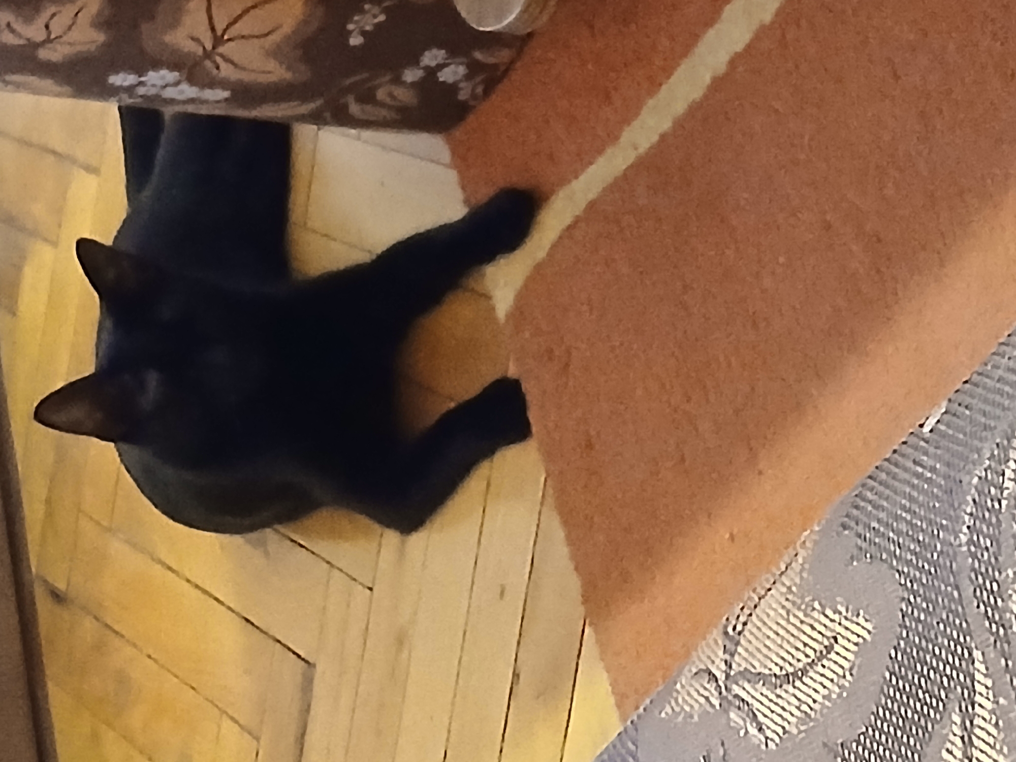 Black cat rests on wooden floor in Bulgarian home