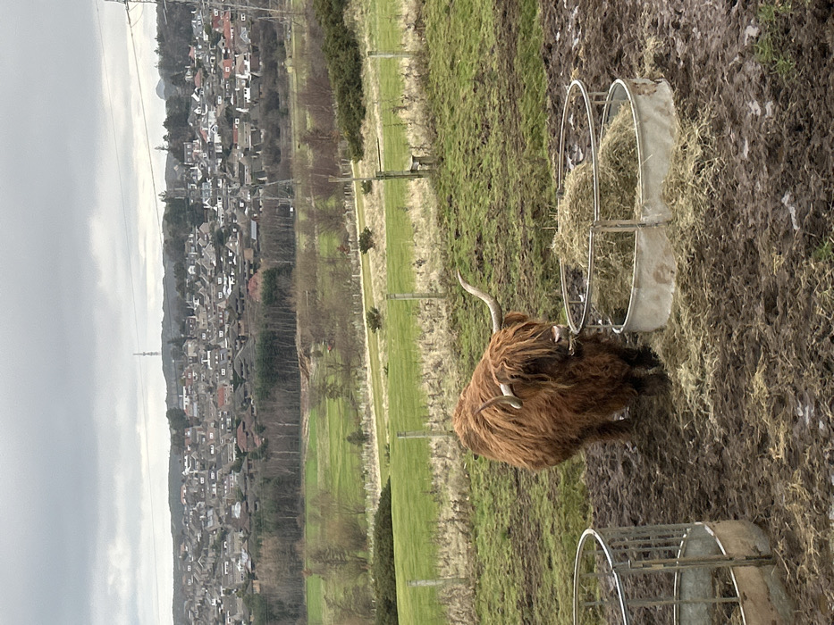 Highland cow spotted grazing in muddy Edinburgh countryside