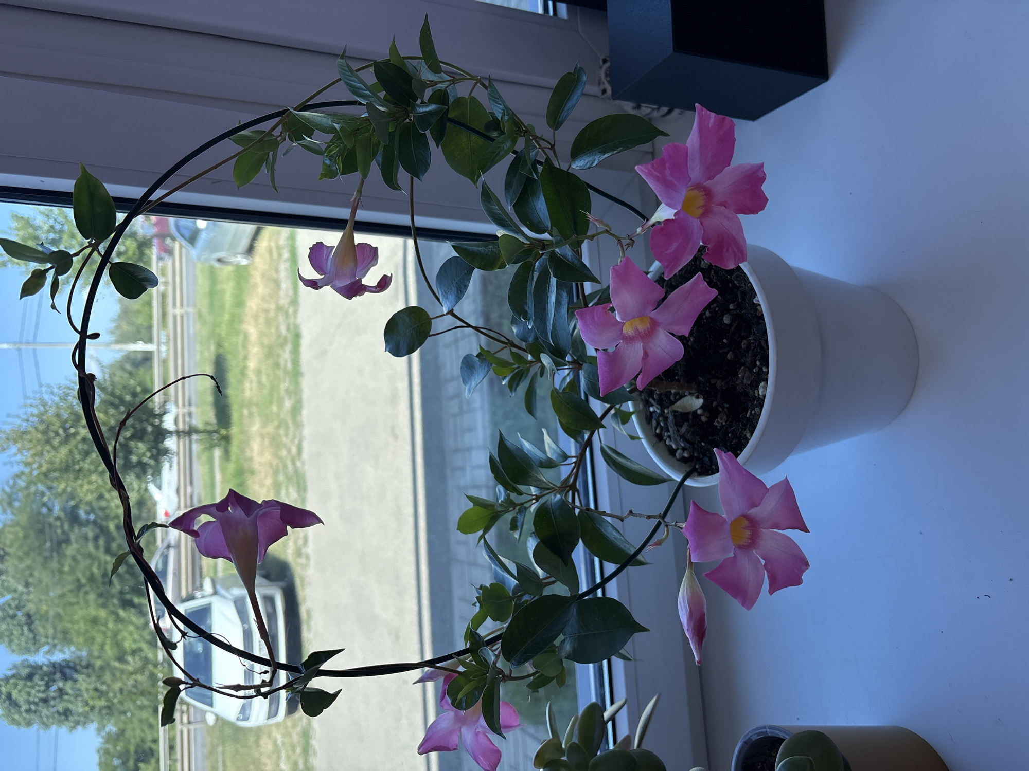 Pink trumpet flower plant on a Krasnodar windowsill
