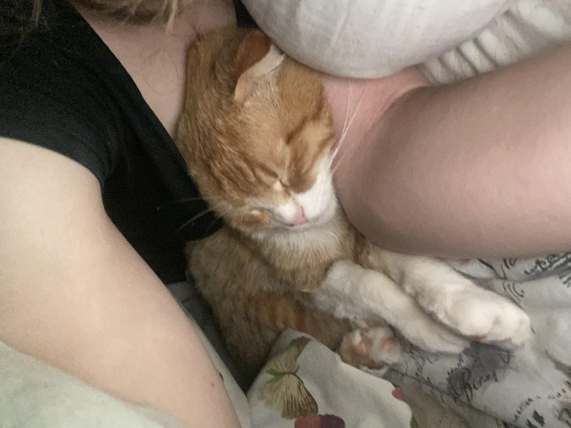 Quiet bedtime moments captured with sleeping orange cat in Ukraine