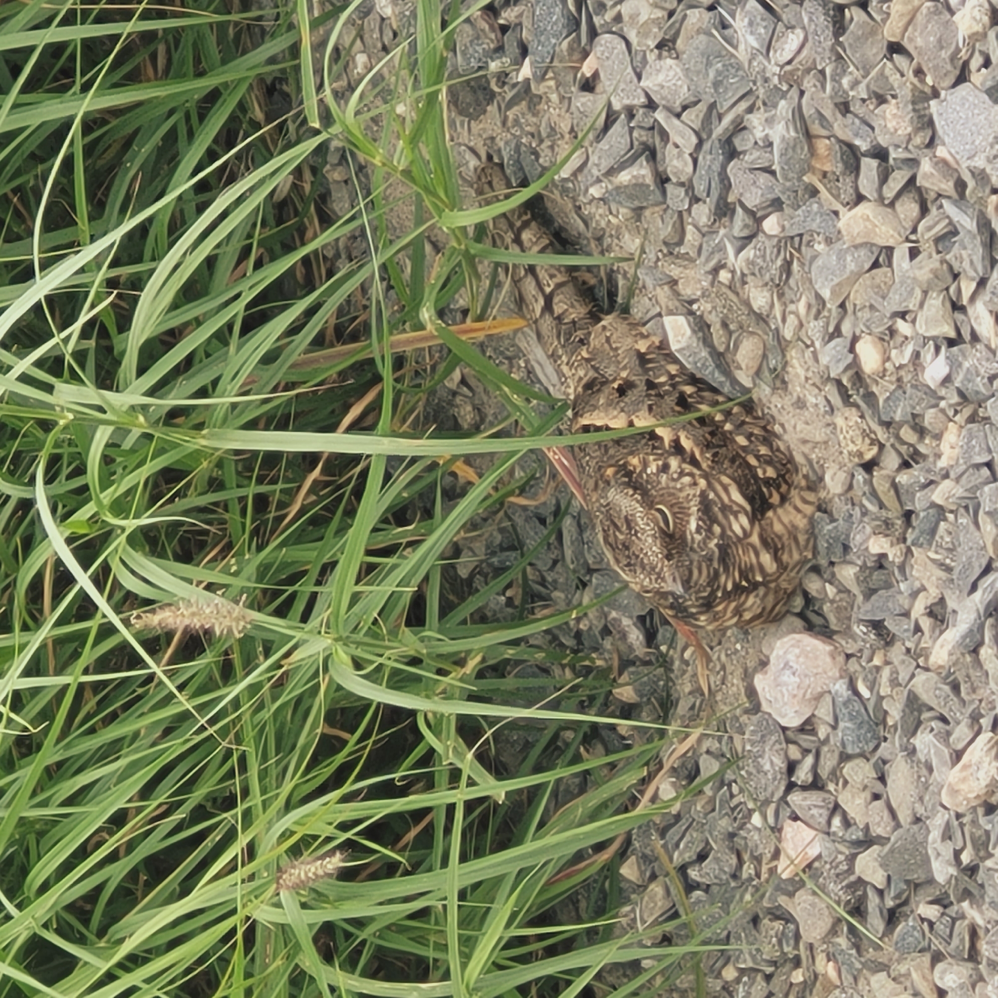 Camouflaged bird spotted in natural habitat near Catamarca, Argentina