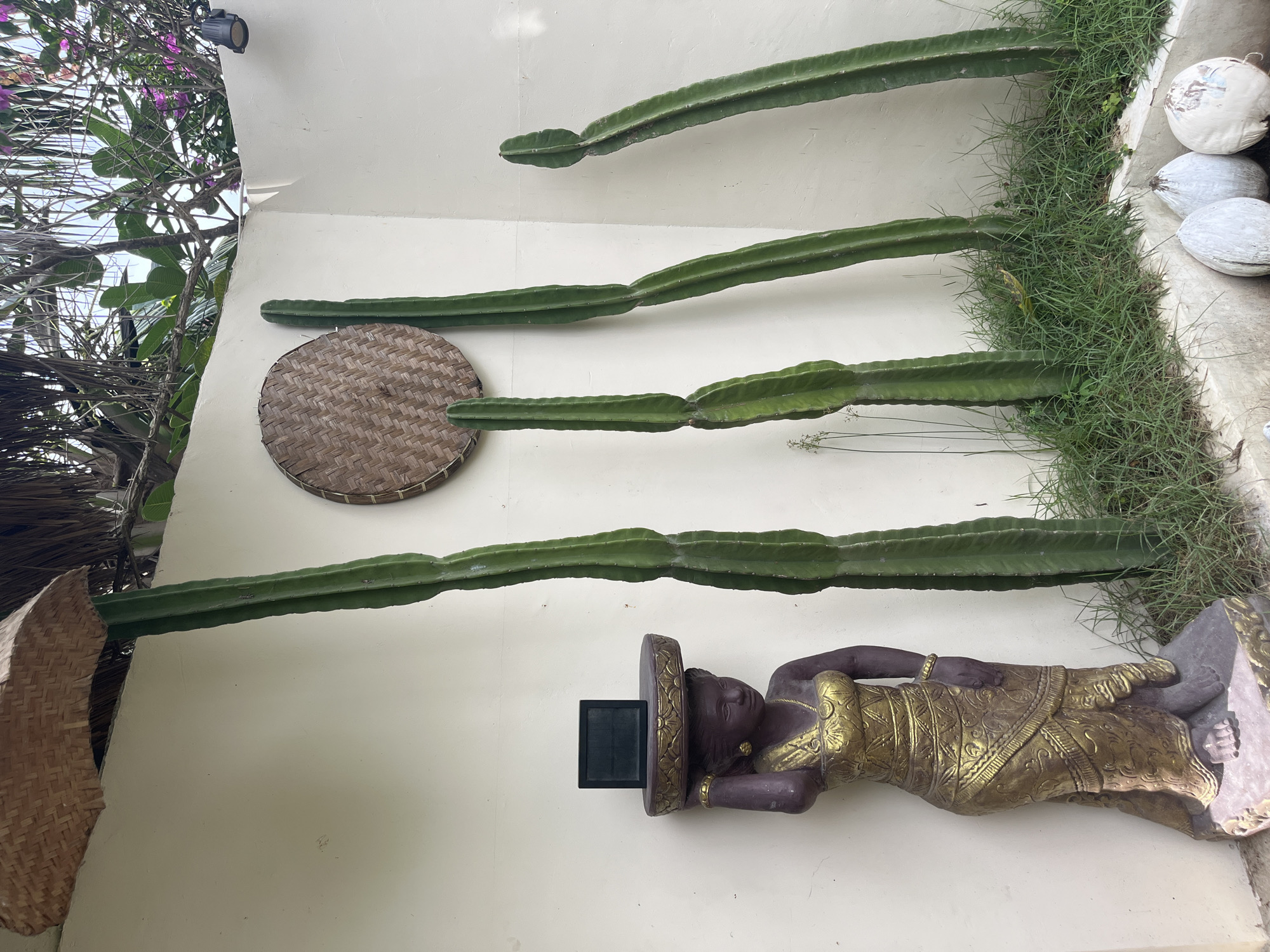 Decorative cacti spotted growing along white wall in Indonesia