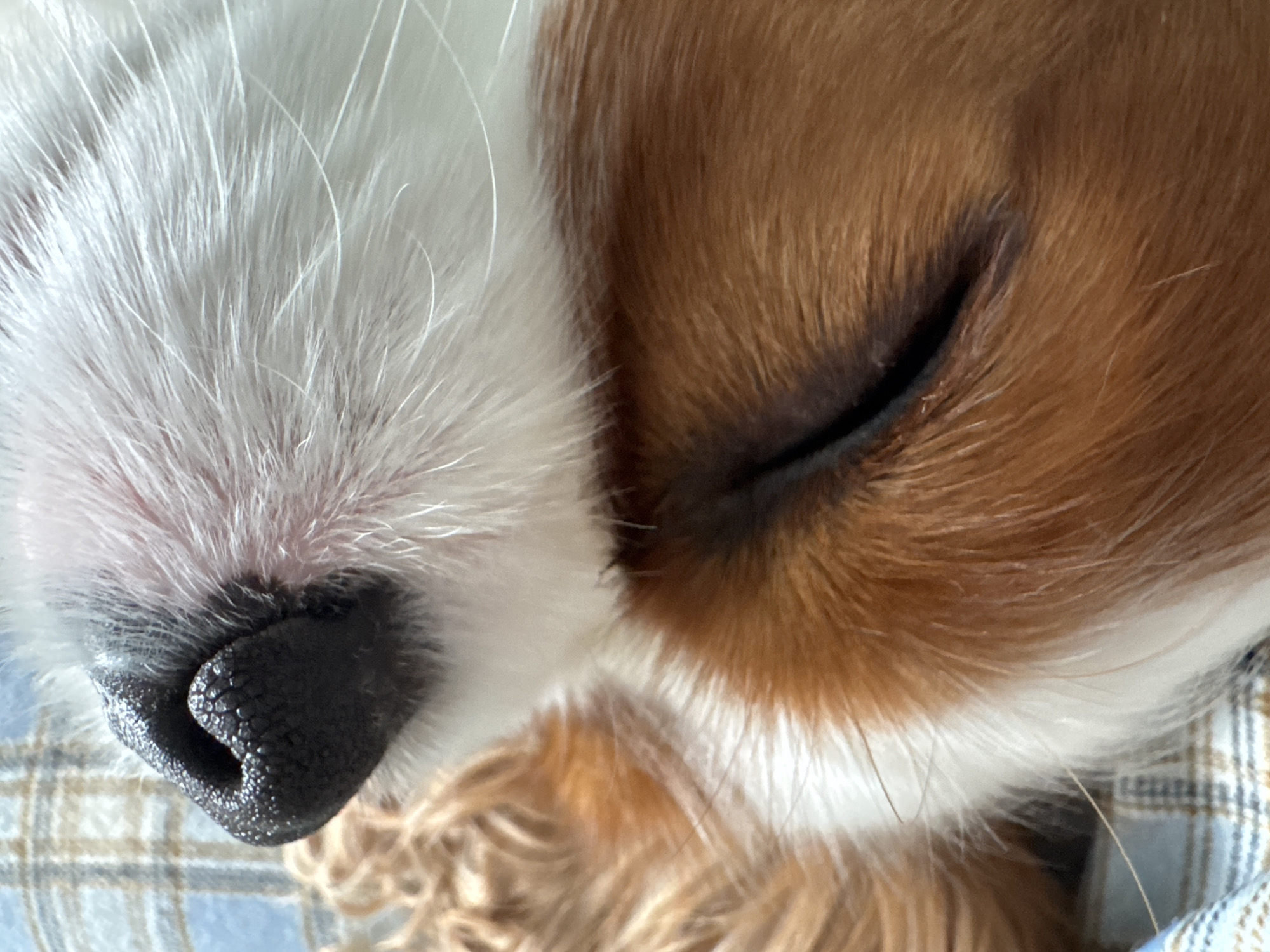 Extreme close-ups of a sleeping dog's face and nose