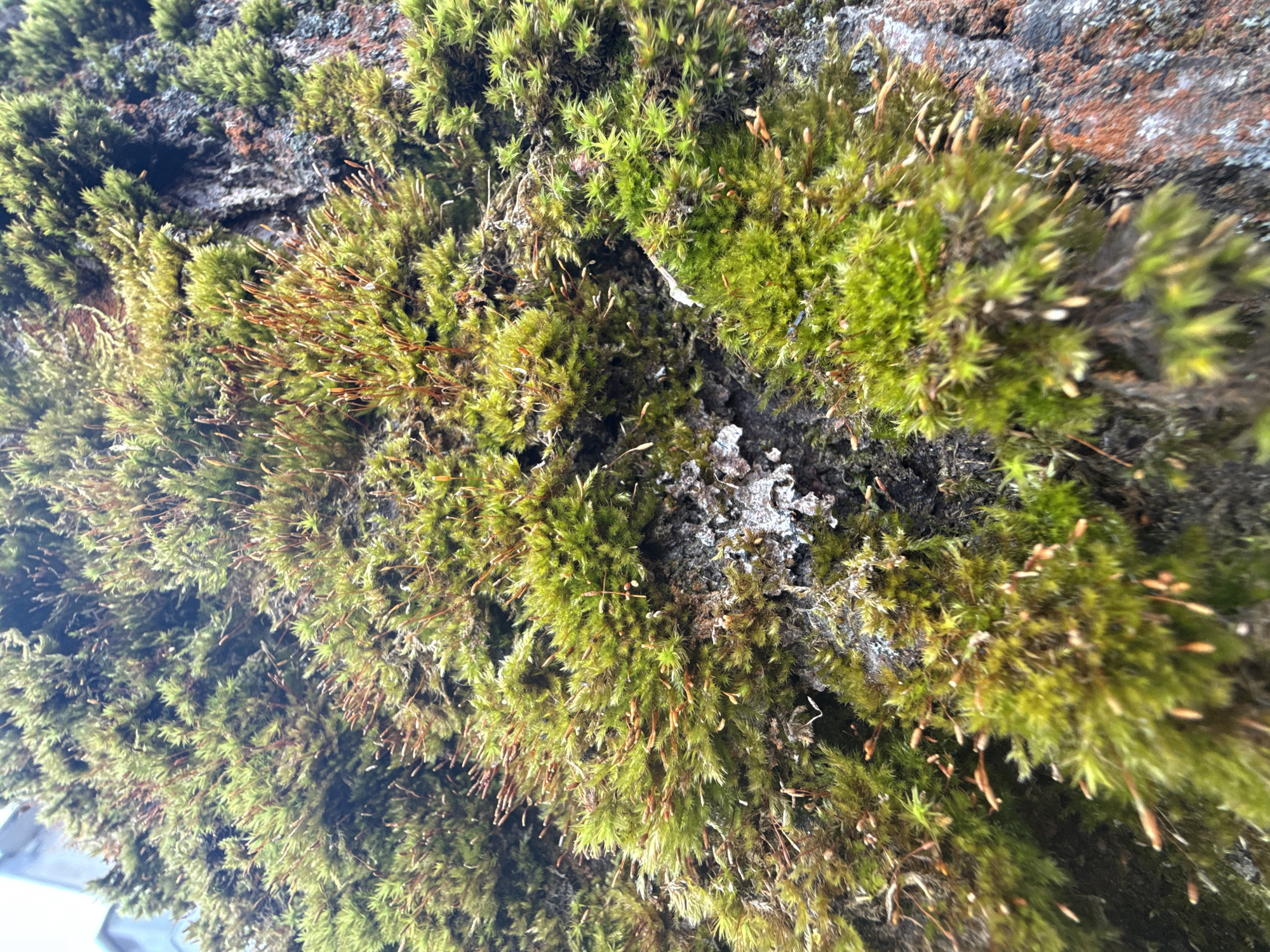 Moss with spore capsules observed in Dmitrov, Russia