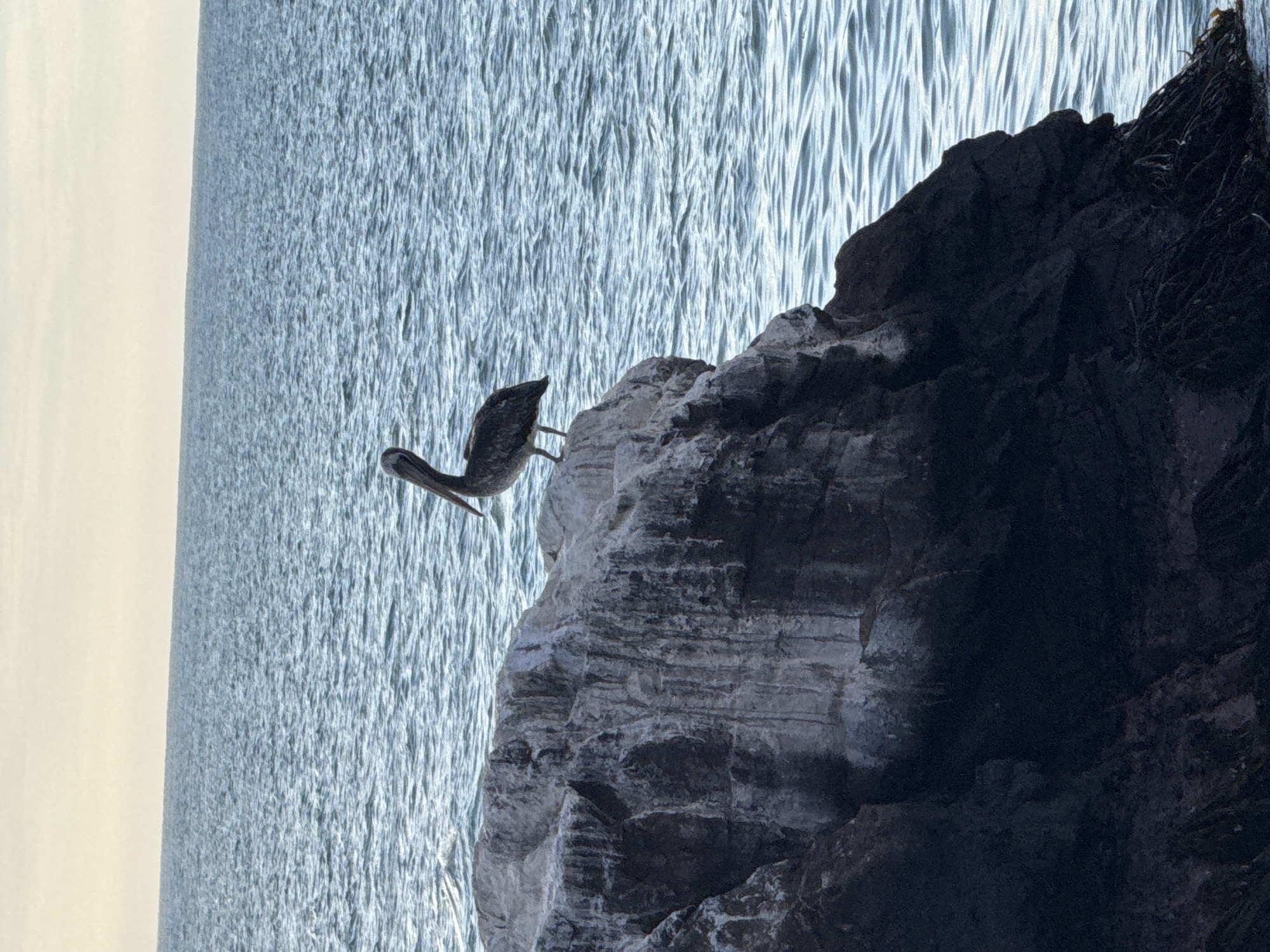 Brown pelican spotted on rocks near water