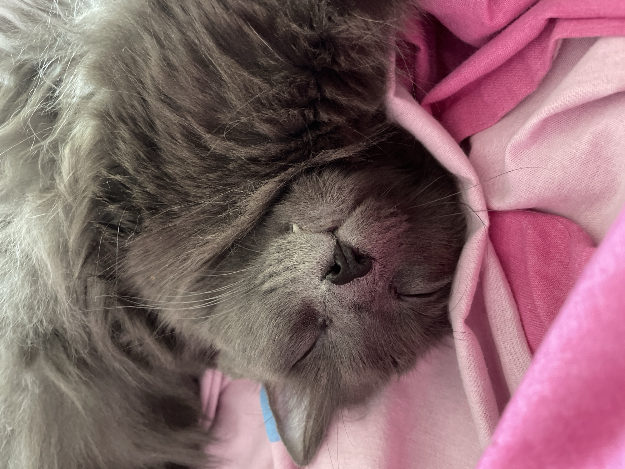 Grey cat sleeps peacefully on pink fabric in Rome