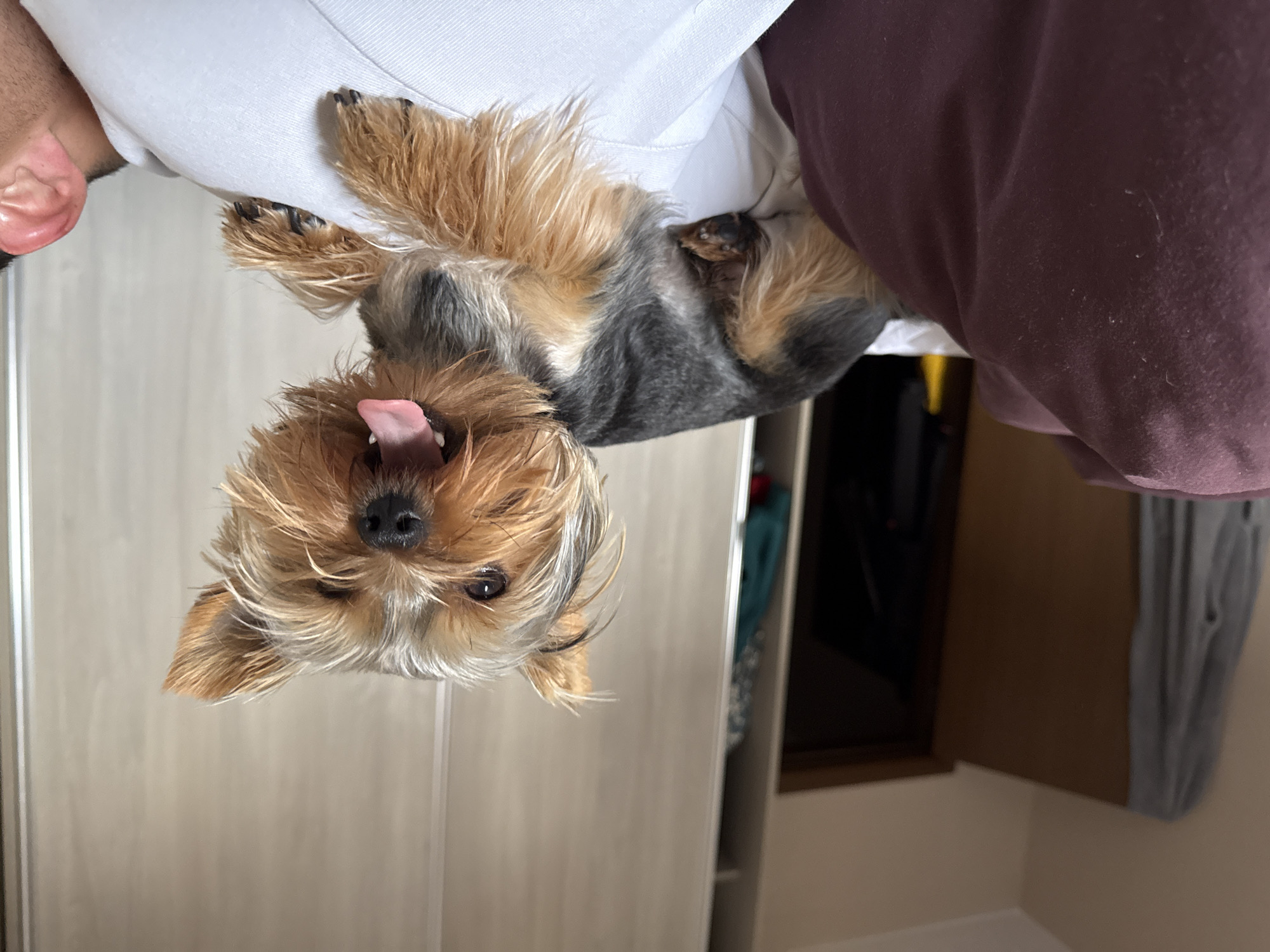 Person plays with Yorkshire Terrier in Varna bedroom