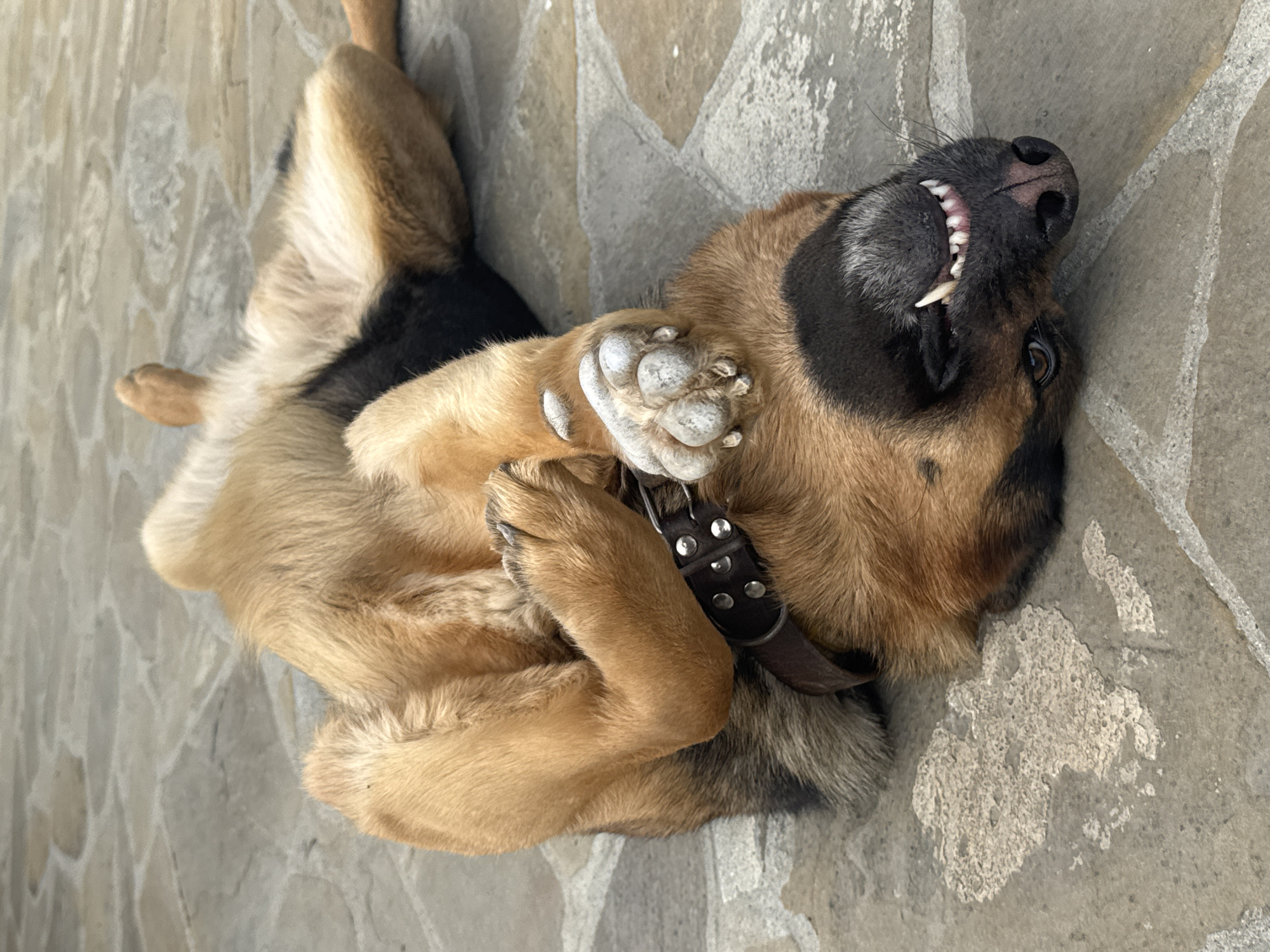 German Shepherd spotted resting on flagstones in Bulgarian village
