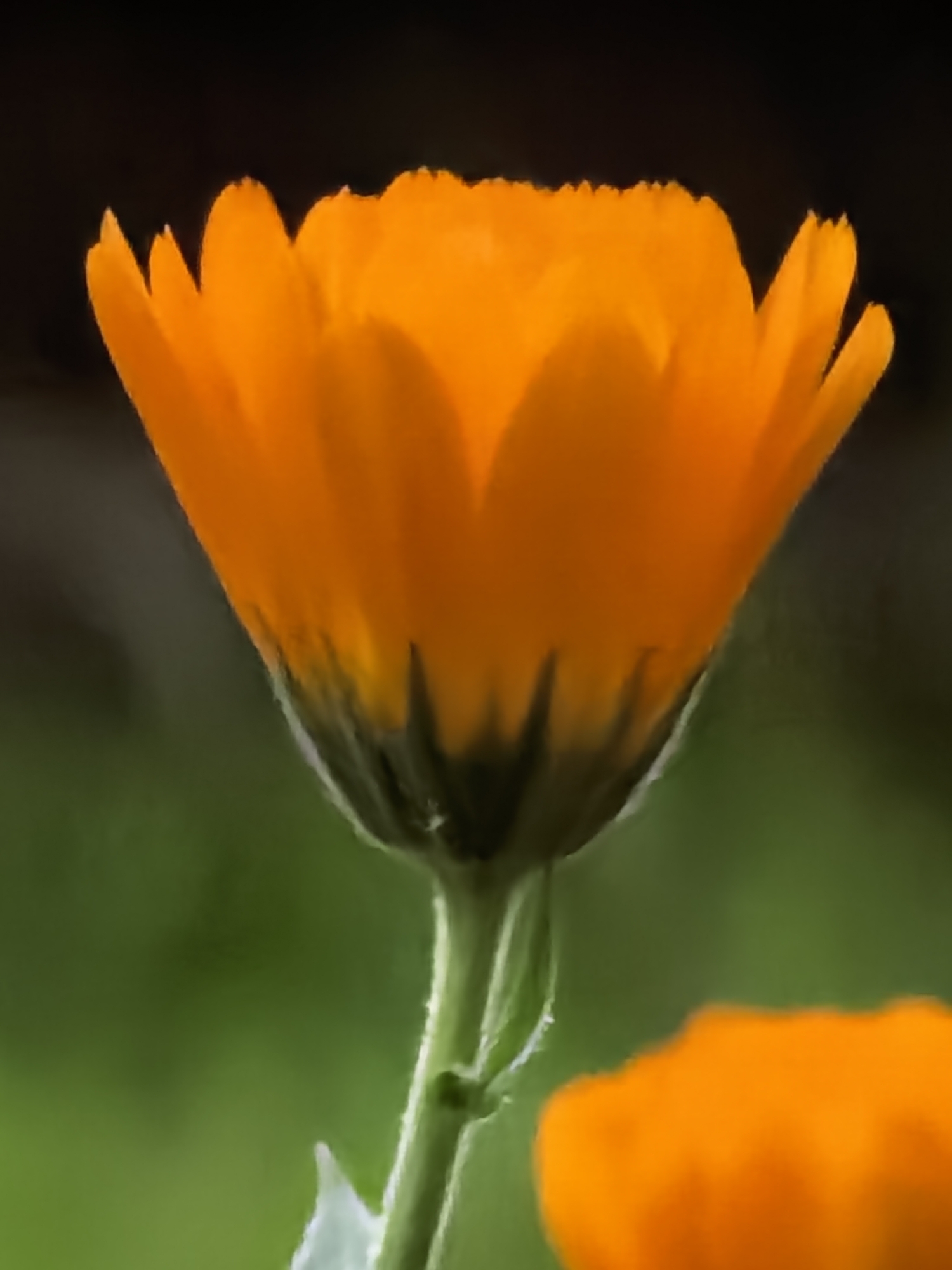 Macro garden shots: flowers, foliage, and resting moths