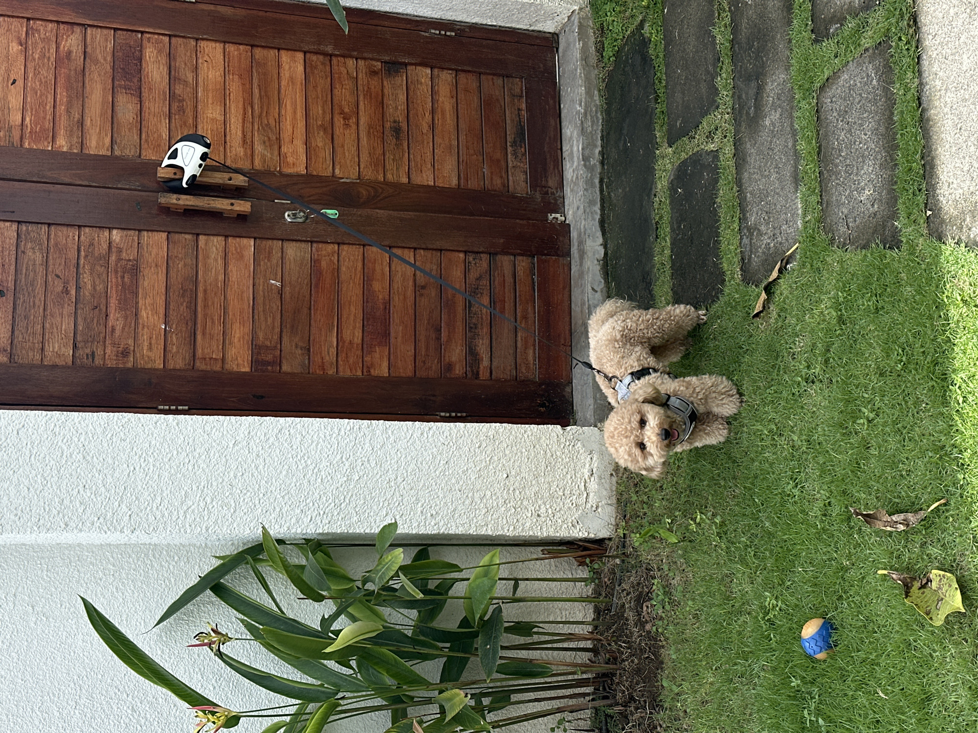 Curly-haired dog rests on grass in North Kuta