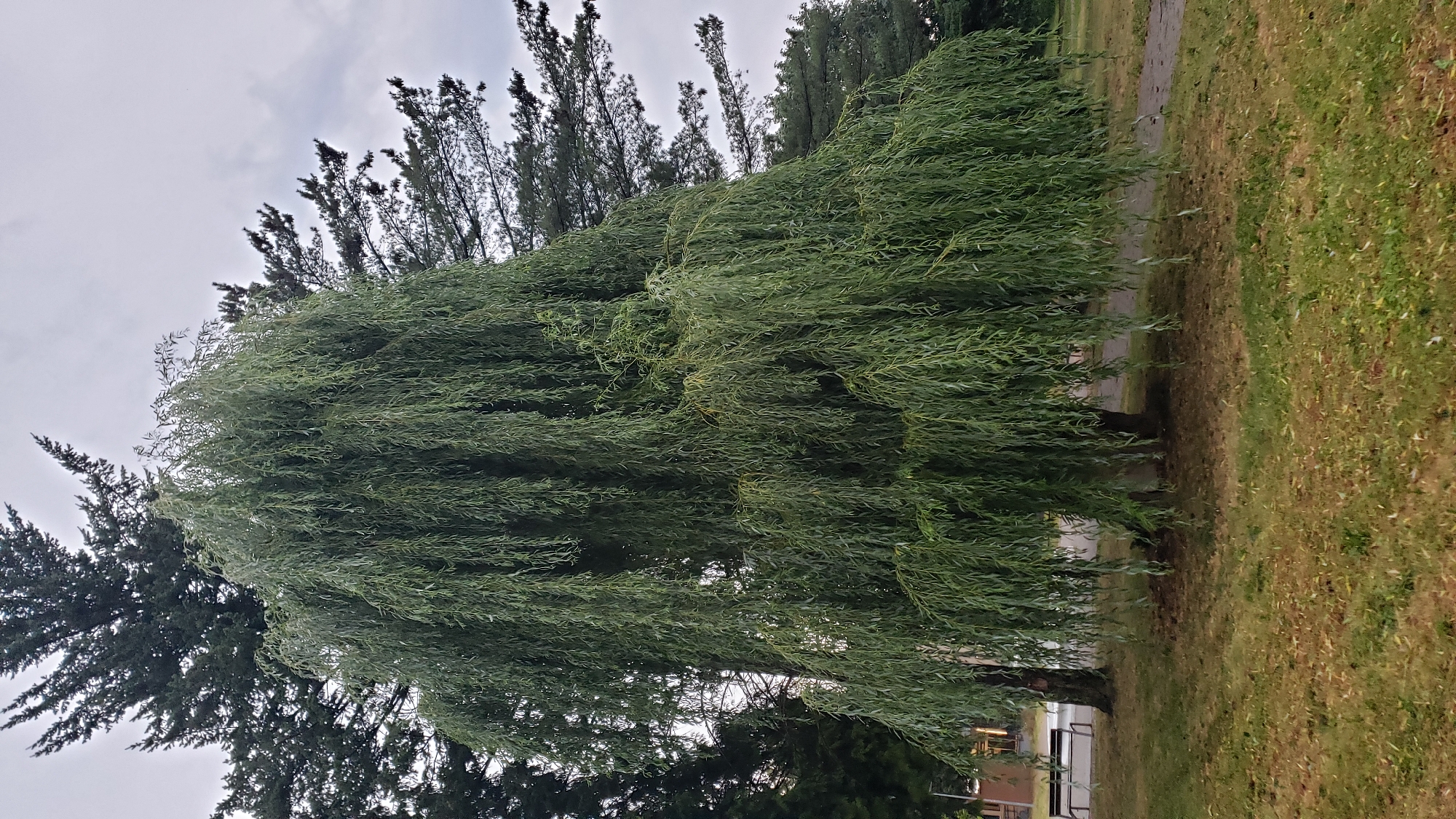 Weeping willow in full summer green, Prešov park