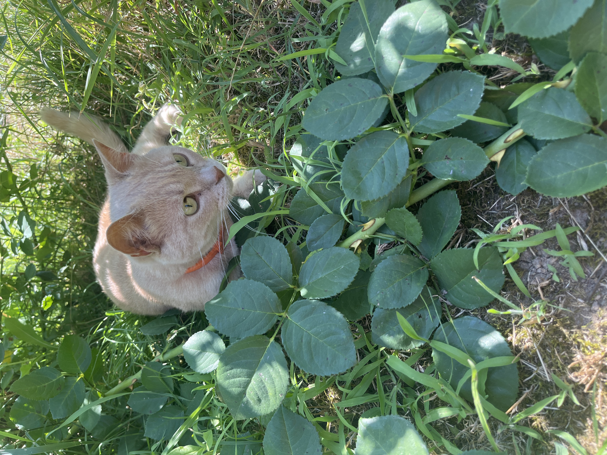 Cat naps in the garden while a beagle plays in the yard
